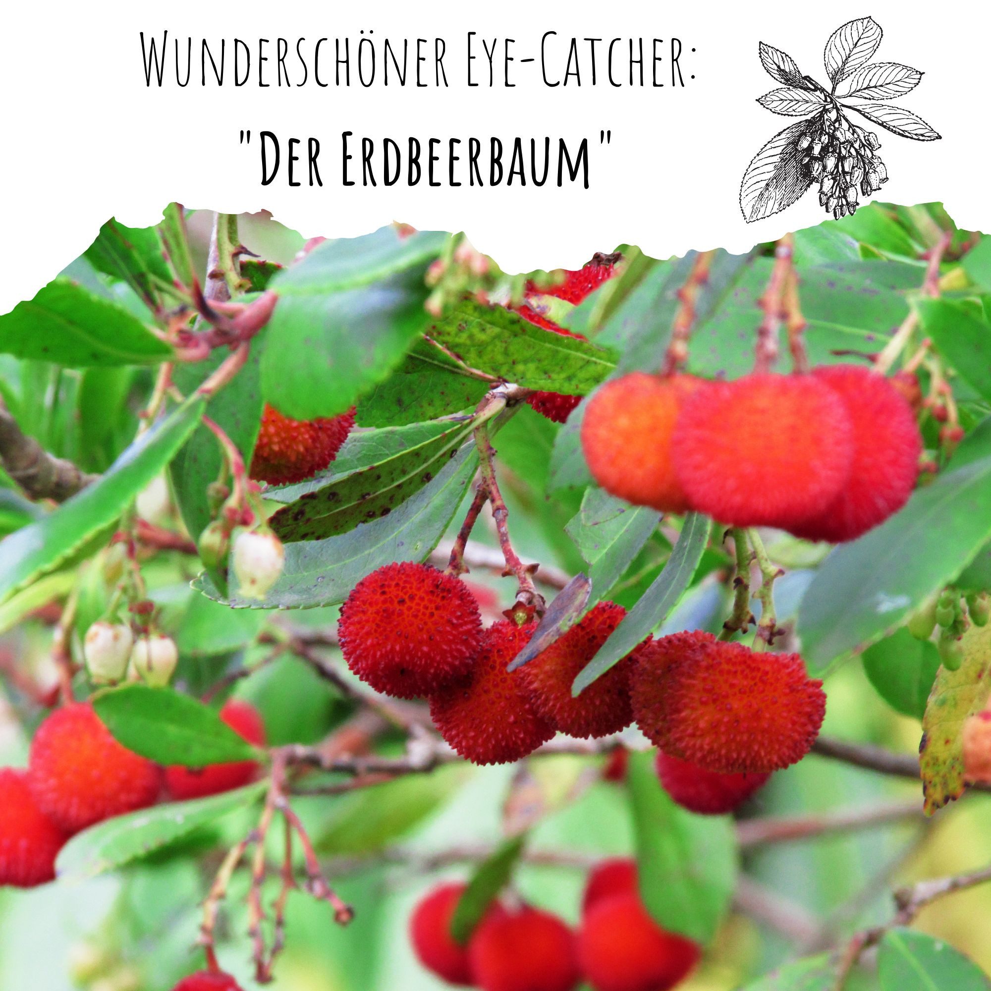 HappySeed Blumensamen Erdbeerbaum Samen - Arbutus unedo, Blumen – Bild 2 von 5