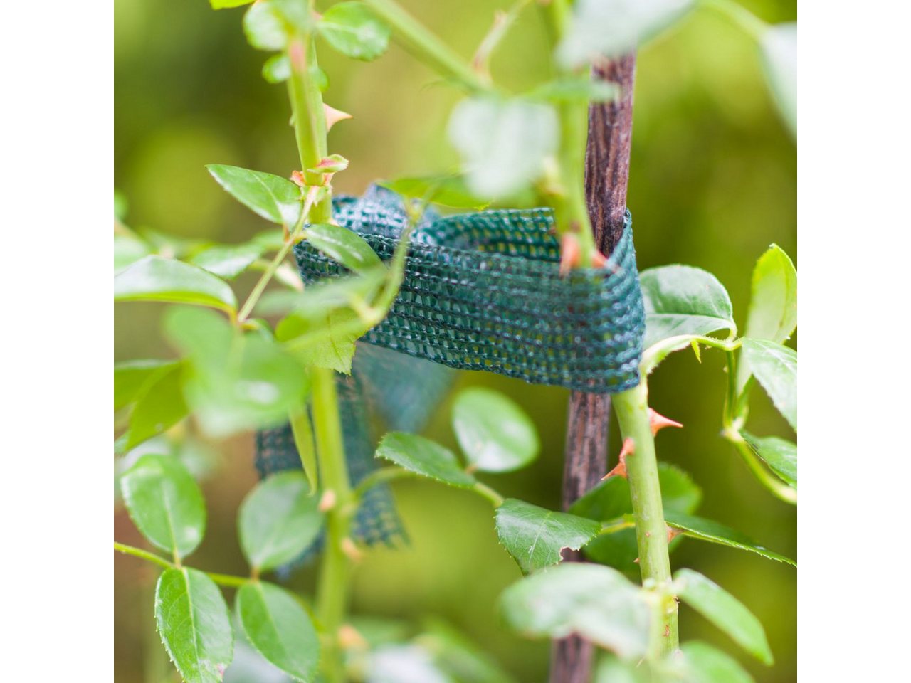 Thumbnail - Windhager Rankhilfe Windhager Baumanbinder 3 cm x 3 m, 3 Stück