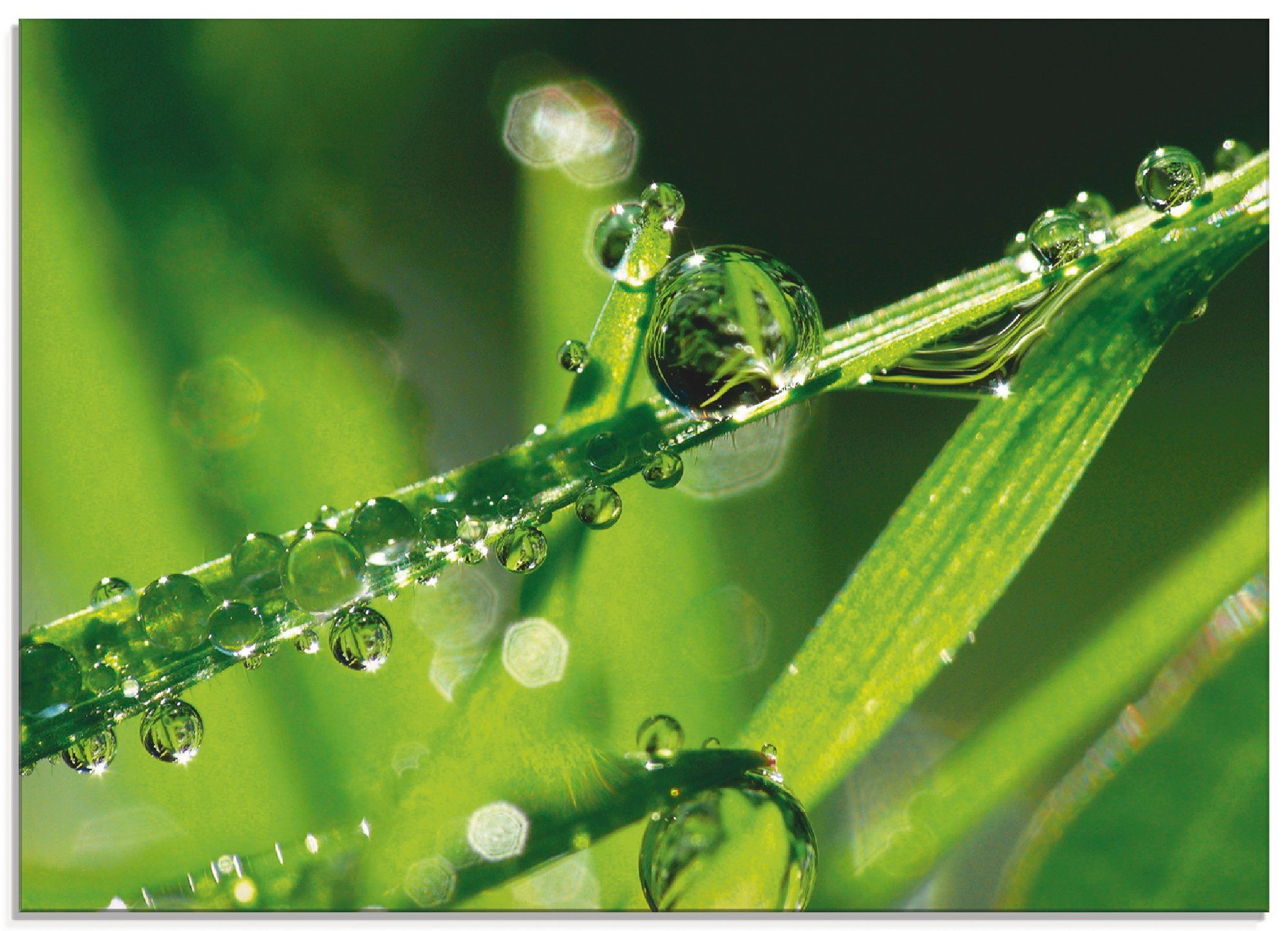 Artland Glasbild »Wassertropfen auf Gras«, Gräser (1 Stück)-Otto