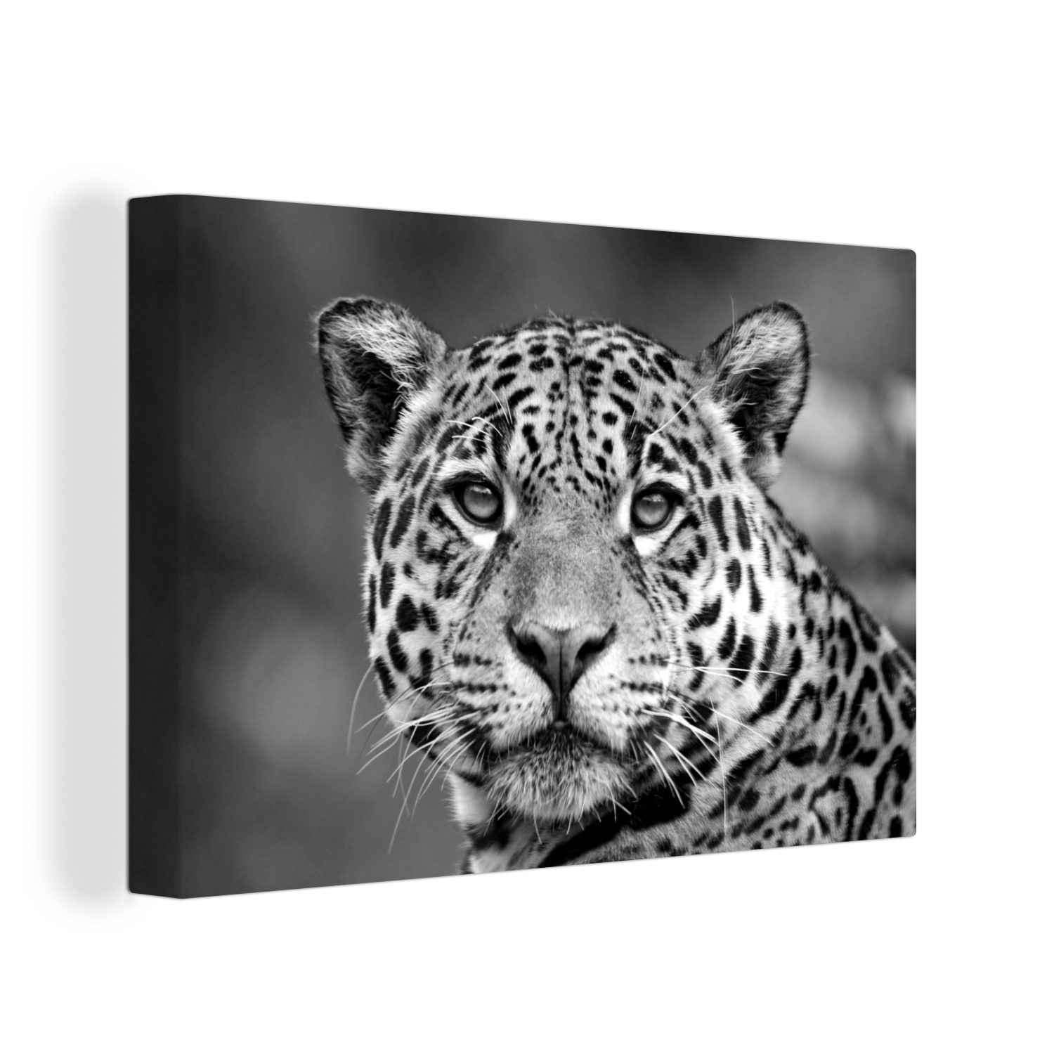 cm - bunt Leinwandbilder, Leinwandbild Aufhängefertig, Leopard schwarz Wandbild St), 30x20 (1 OneMillionCanvasses® Nahaufnahme und Wanddeko, weiß,