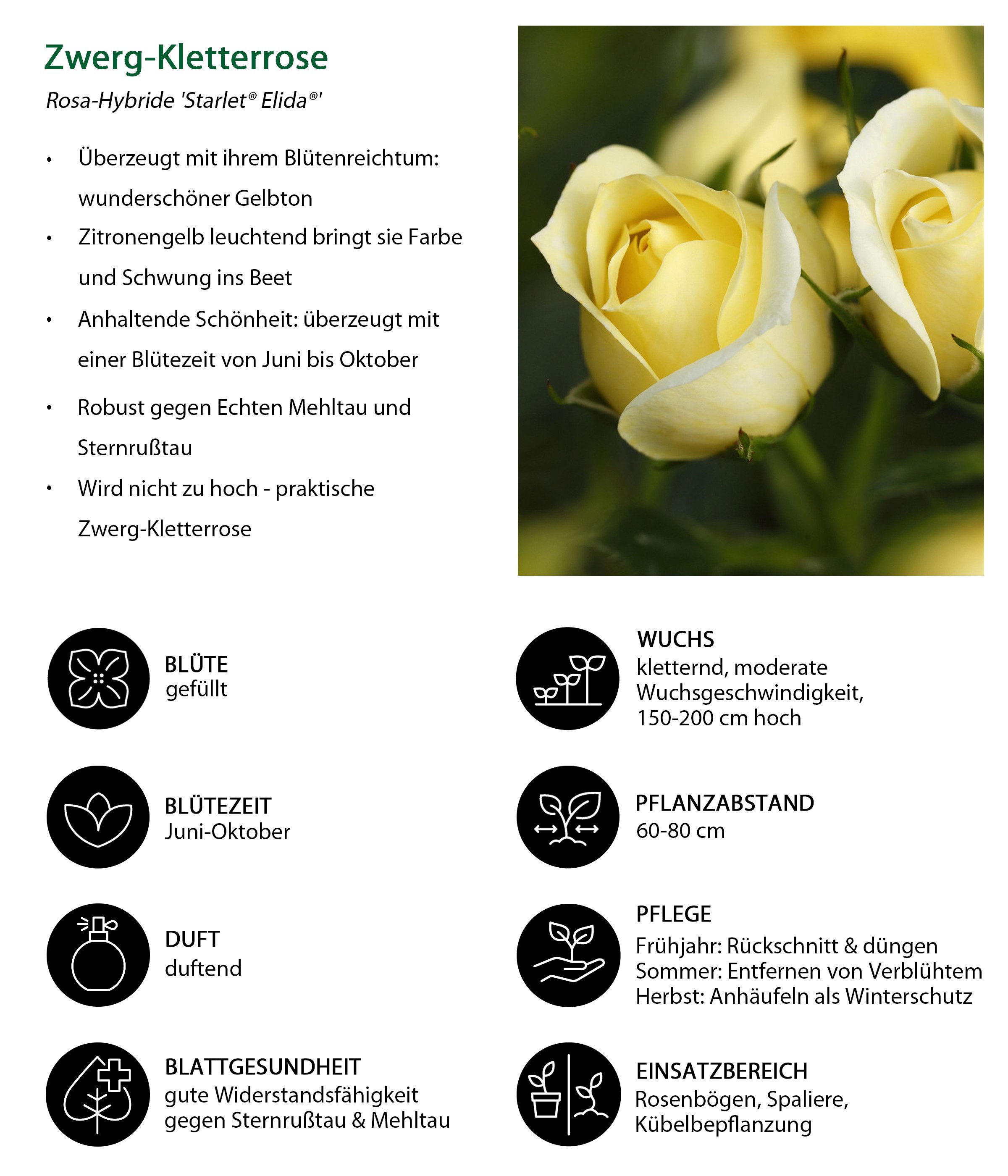 Dehner Rose Zwerg-Kletterrose Starlet® Elida®, gelb-farbene Blüten, 60-80 cm, Züchter Tantau, mit gefüllten und duftenden Blüten