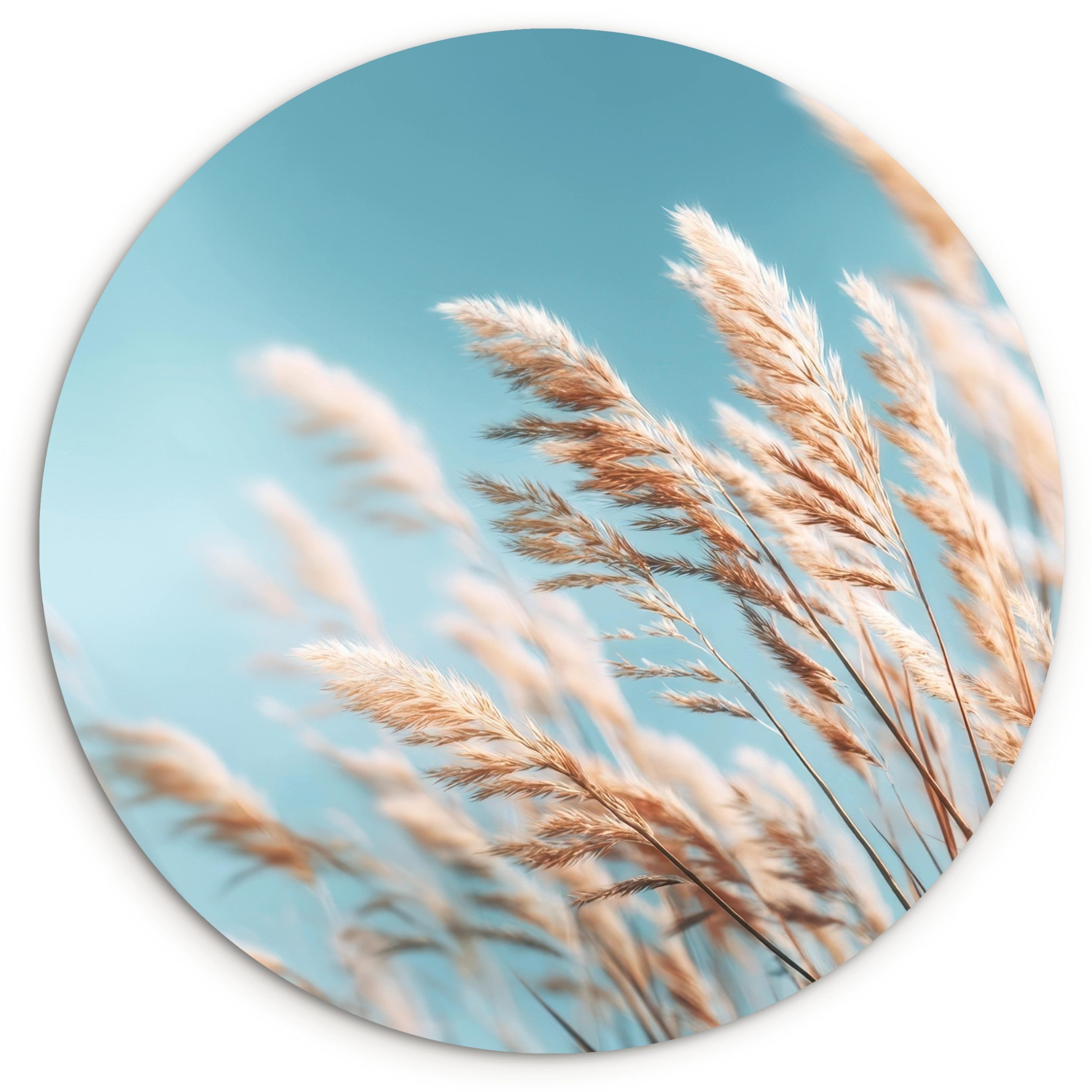 MuchoWow Живопис Ziergras - Wind - Hellbraun, Fotodruck (1 St), Kreis Wanddekoration, Rundes Wandbild, 30x30 cm