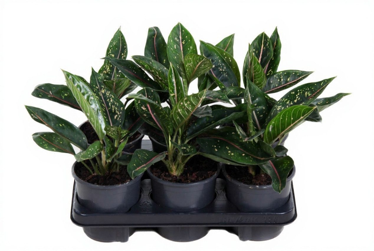 Pflanzen für Dich Zimmerpflanze Aglaonema Green Star, 1 St., grün-weiß, luftreinigend