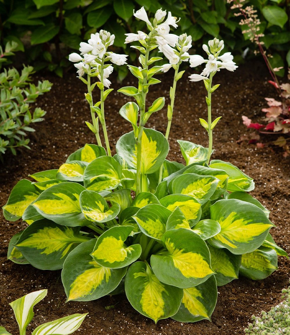 BALDUR Garten Staude Hosta 'Sunset Groover', 1 St., Funkie, winterhart, mehrjährig, pflegeleicht