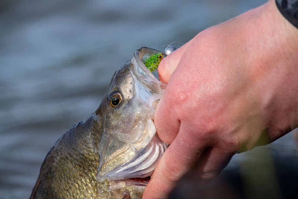 Fox Rage Jighaken Fox Rage Micro Jig Heads Jigköpfe 5Stk., (5-St)