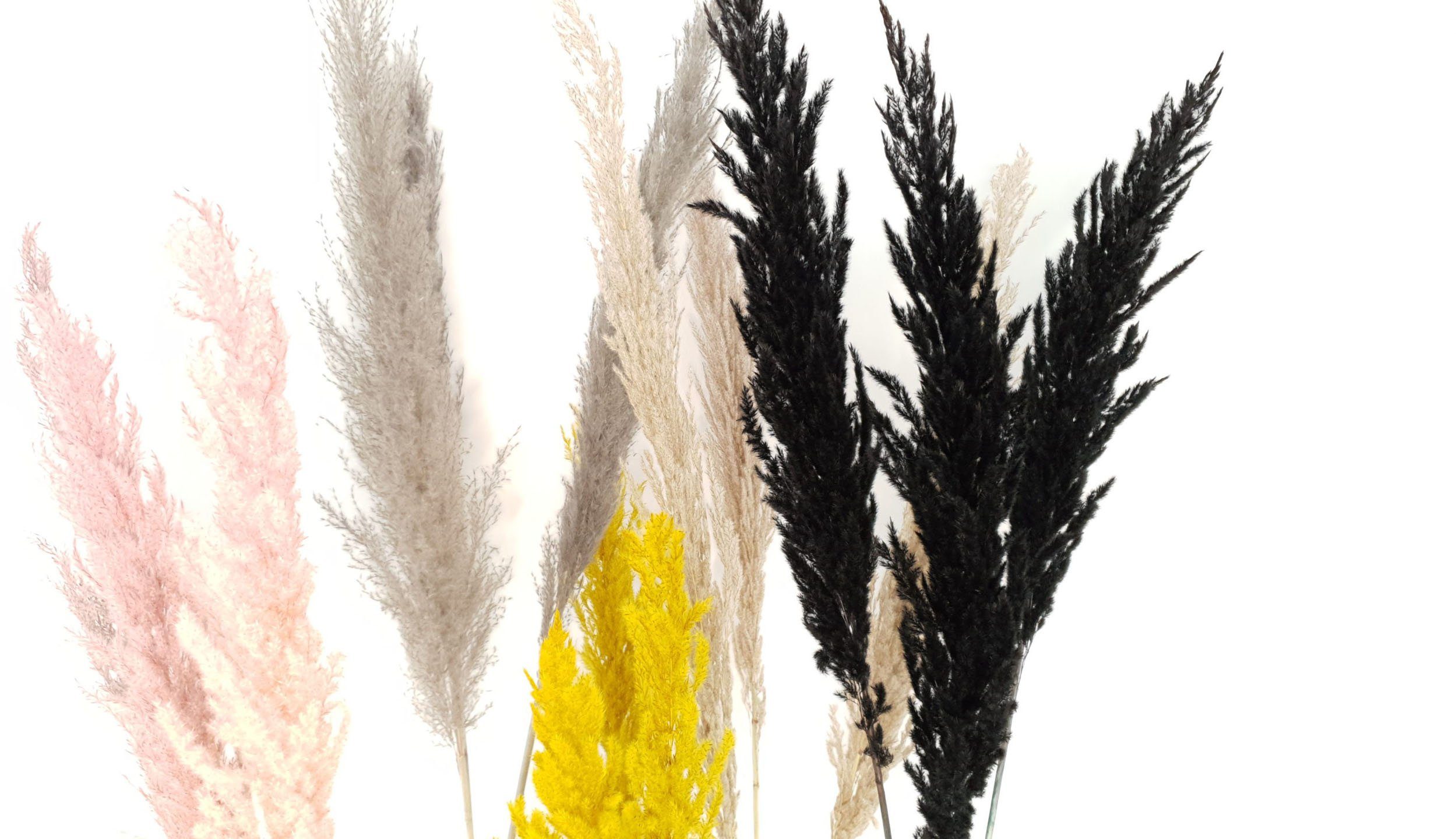 Trockenblume »Dried Pampas« Pampasgras, Everflowers, Höhe 110 cm, 3er Set-HomeTrends