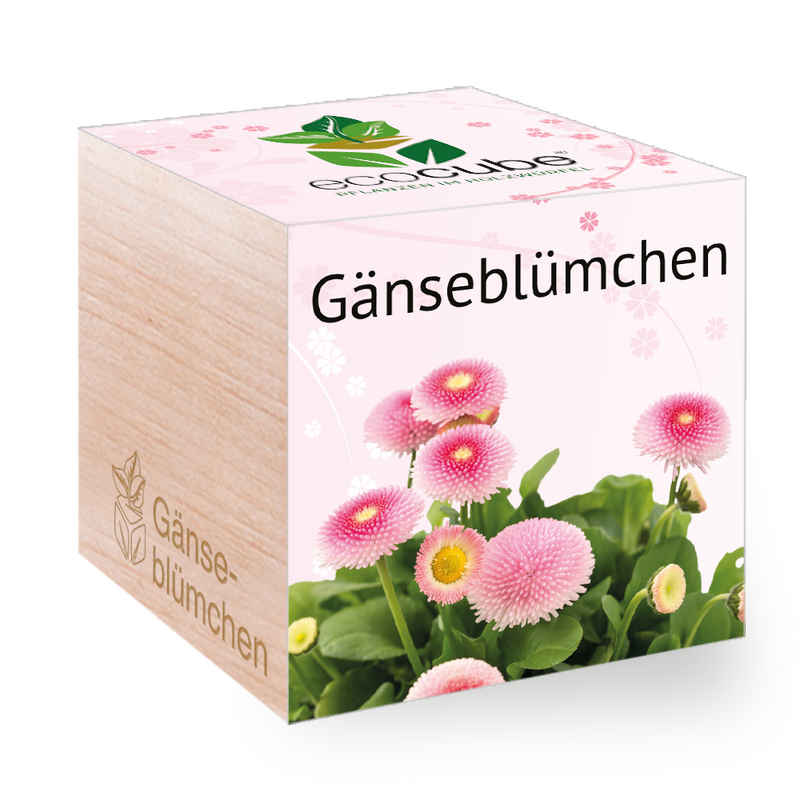 Feel Green Blumenerde Ecocube Gänseblümchen, Nachhaltige Geschenkidee, (1-St)
