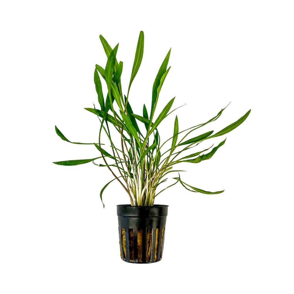 Aquaone Wasserpflanze Aquarium Pflanze Cryptocoryne pink panther Topf Nr.309P