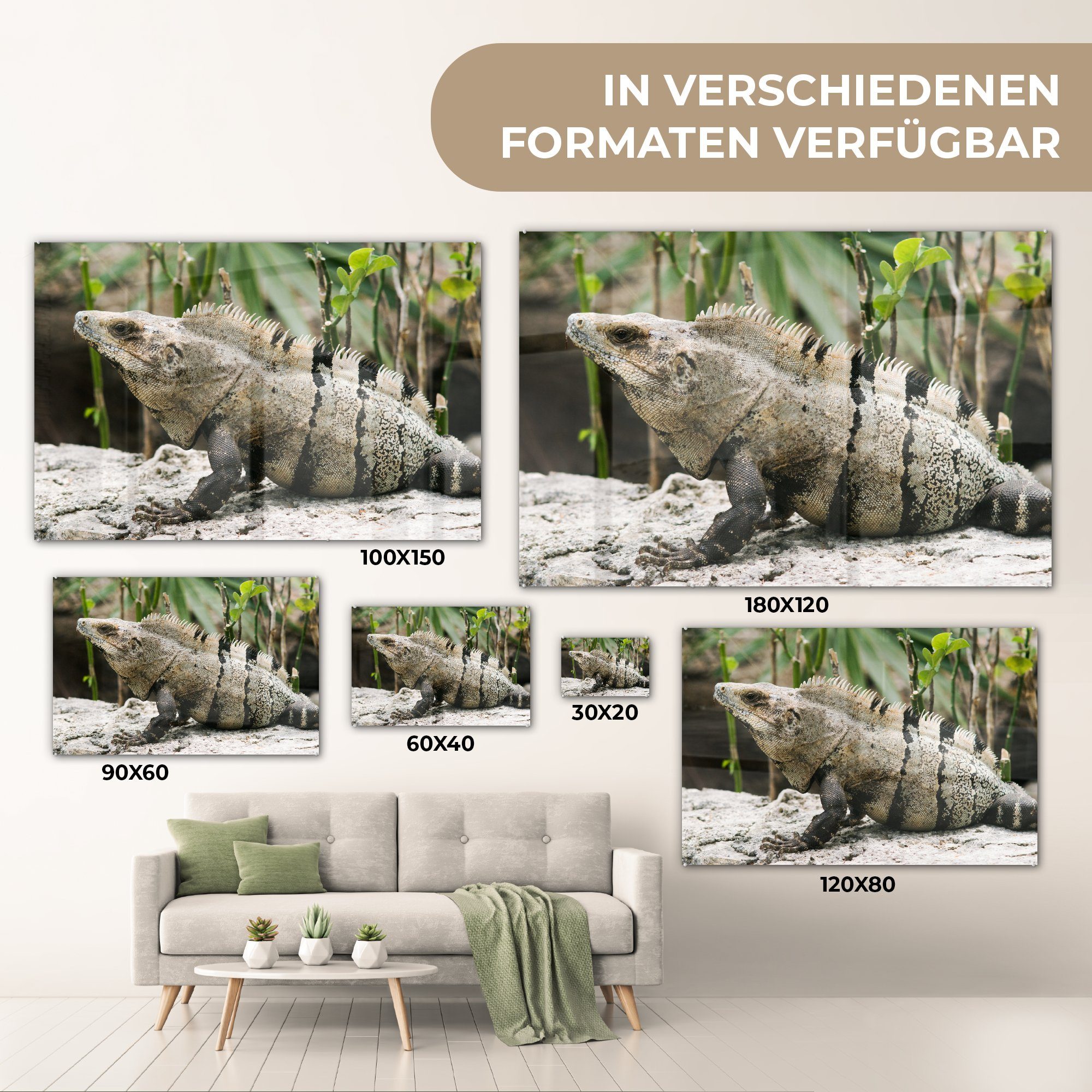 MuchoWow dem Leguan Schlafzimmer Acrylglasbild Acrylglasbilder Ein & Sand Grünanlage, Wohnzimmer grau-schwarzer sitzt einer in St), auf (1