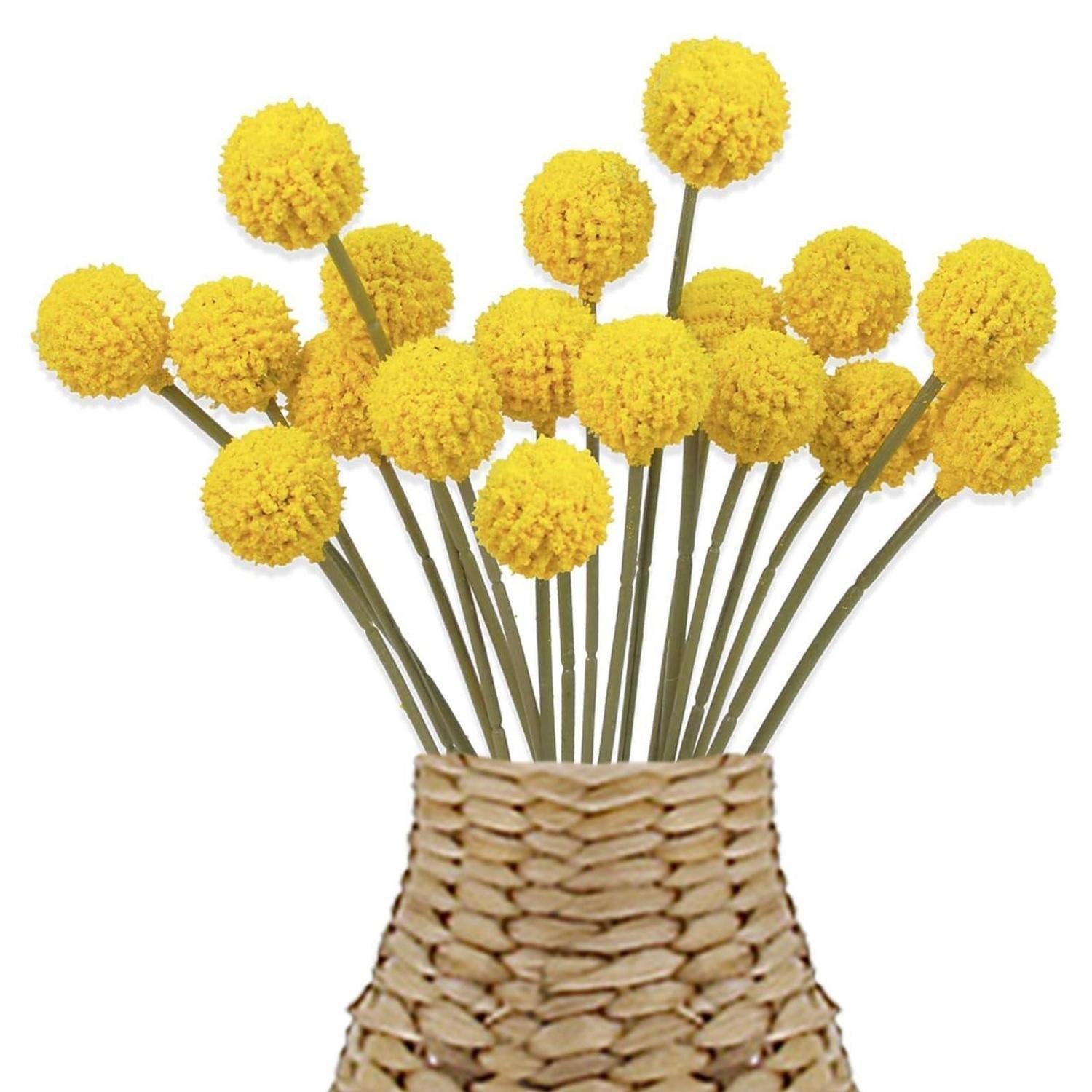 Trockenblume Künstliche Billy Balls Deko gelb 18 Stück, LuxusKollektion, Höhe 25 cm