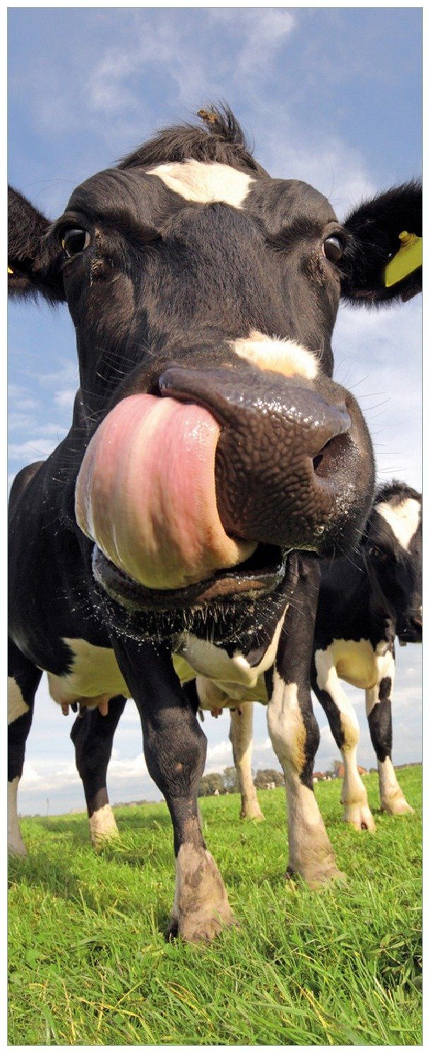 Weide der mit Kuh auf Wallario herausgestreckter Memoboard Lustige Zunge