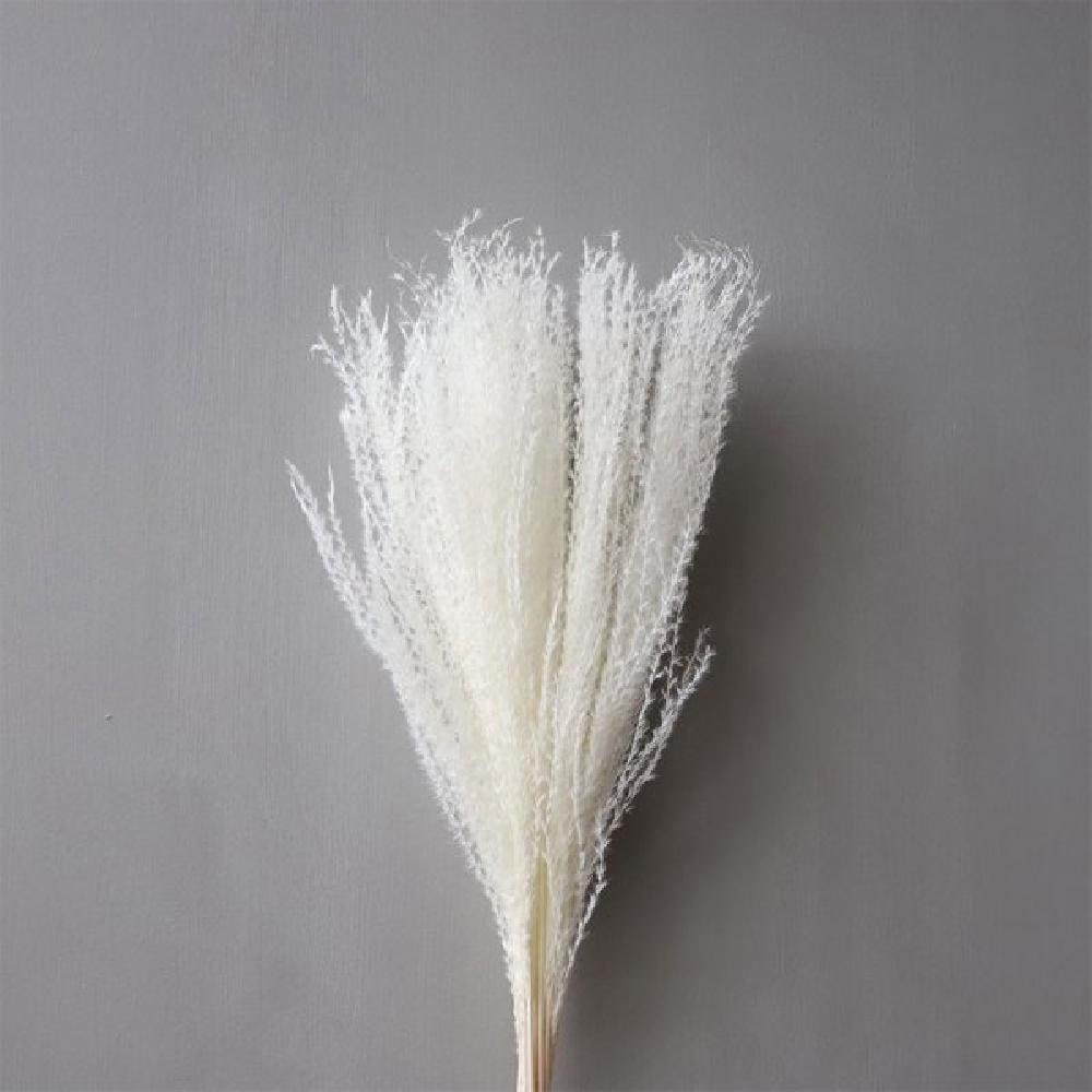 Pampas (ca.10Stiele) Gras Weiß Feather getrocknetes Dekoobjekt Design Cooee