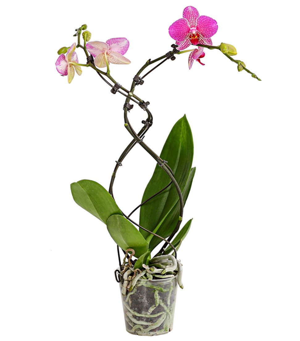 Dehner Zimmerpflanze Schmetterlingsorchidee Twister, Phalaenopsis cultivars, Ø Topf 12 cm, Orchidee, Zimmerpflanze, kräftige Farben