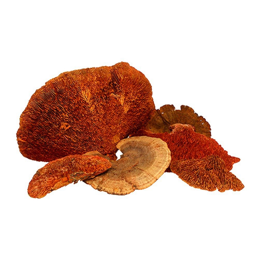 Trockenblume Baumschwamm Orange 1kg Getrocknet Naturdeko Pilz, Florists Products, Höhe 5 cm