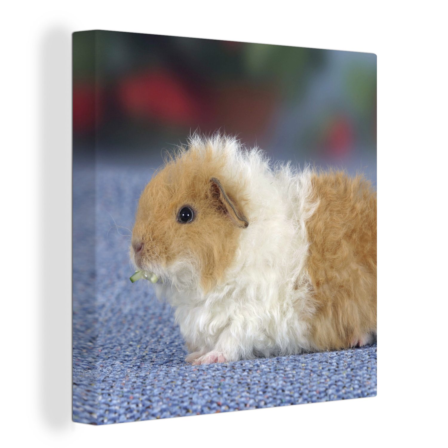 OneMillionCanvasses® Leinwandbild Texel-Meerschweinchen, (1 St), Leinwand Bilder für Wohnzimmer Schlafzimmer