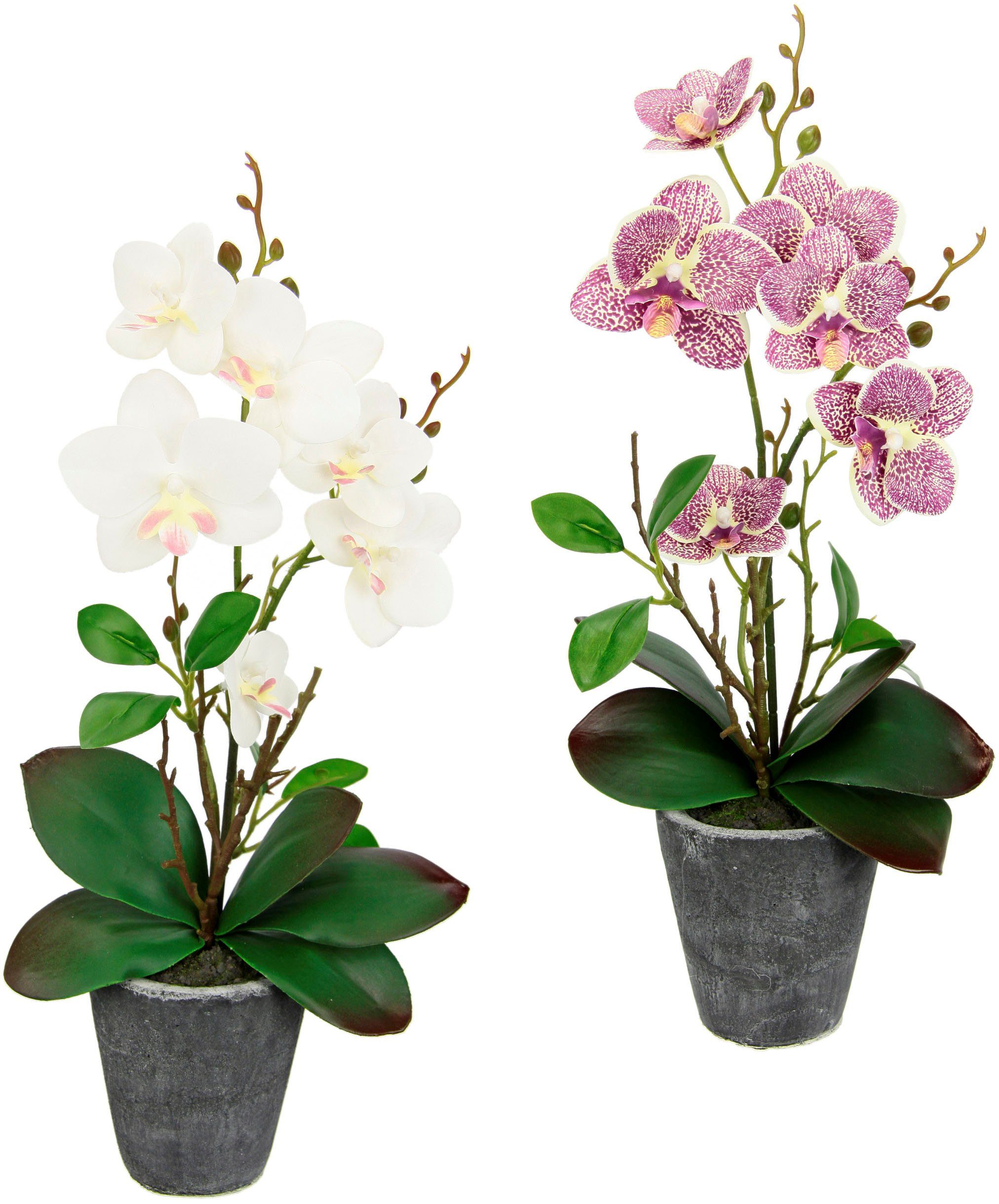 Kunstpflanze Orchidee, I.GE.A., Höhe 40 cm, Mit Blättern und Luftwurzeln, im Topf aus Keramik, 2er Set