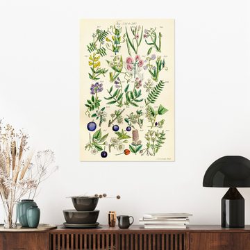 Posterlounge Wandfolie Sowerby Collection, Wildblumen, Fig. 341-360, Wohnzimmer Vintage Grafikdesign