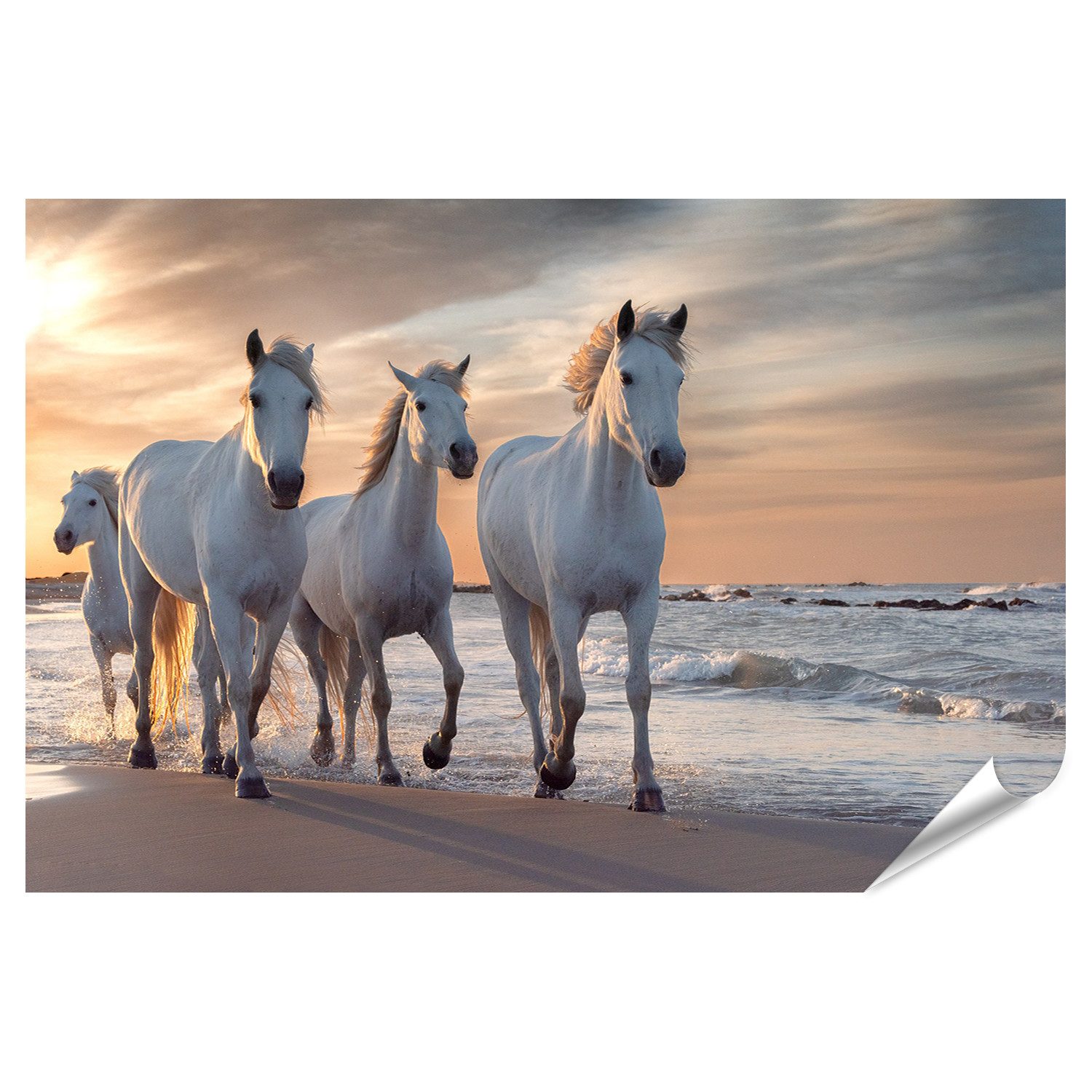 islandburner Poster Weiße Pferde Camargue Frankreich Herde Fotodruck