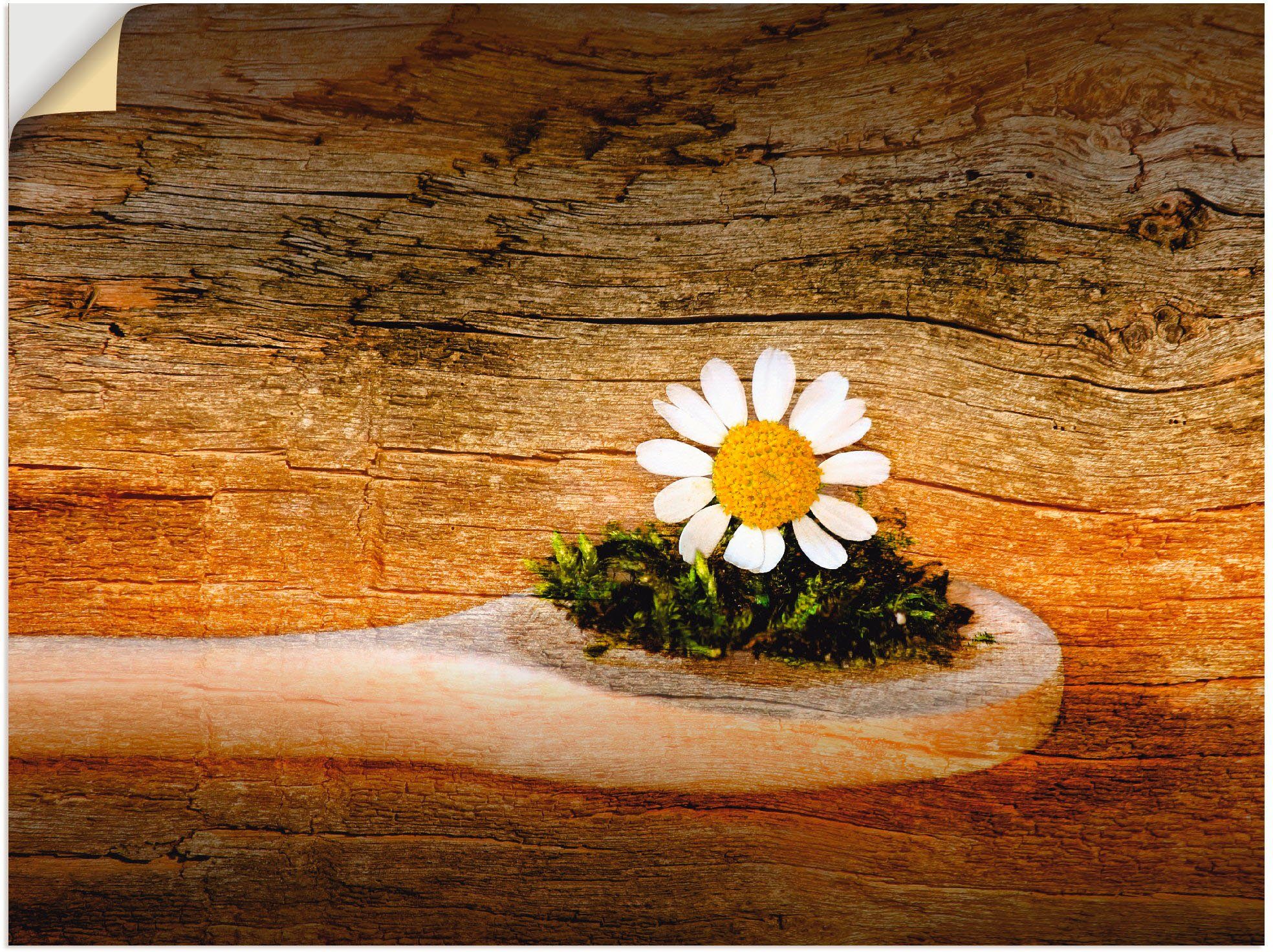 Artland Wandbild in als Größen St), (1 Blumen Wandaufkleber oder Leinwandbild, Kamille, Poster versch