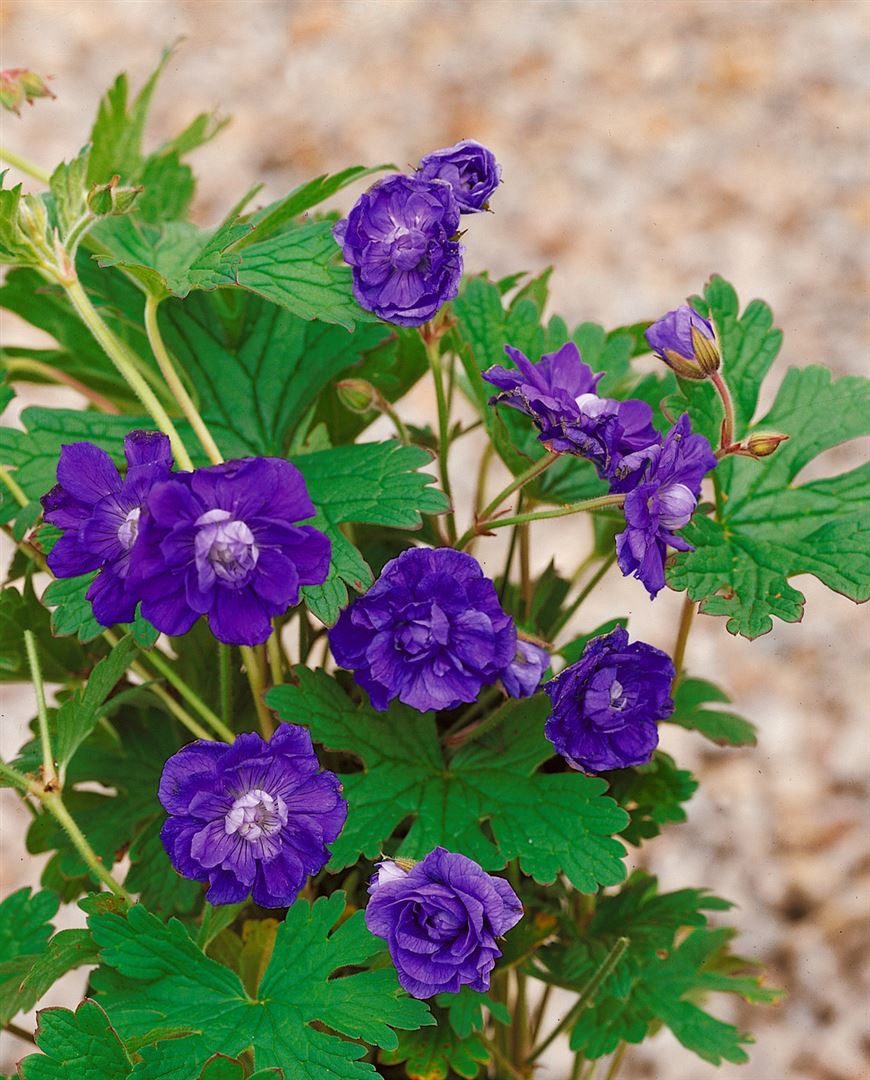 Pflanzen für Dich Staude Geranium himalayense, 1 St., Himalaya-Storchschnabel – Bild 5 von 5