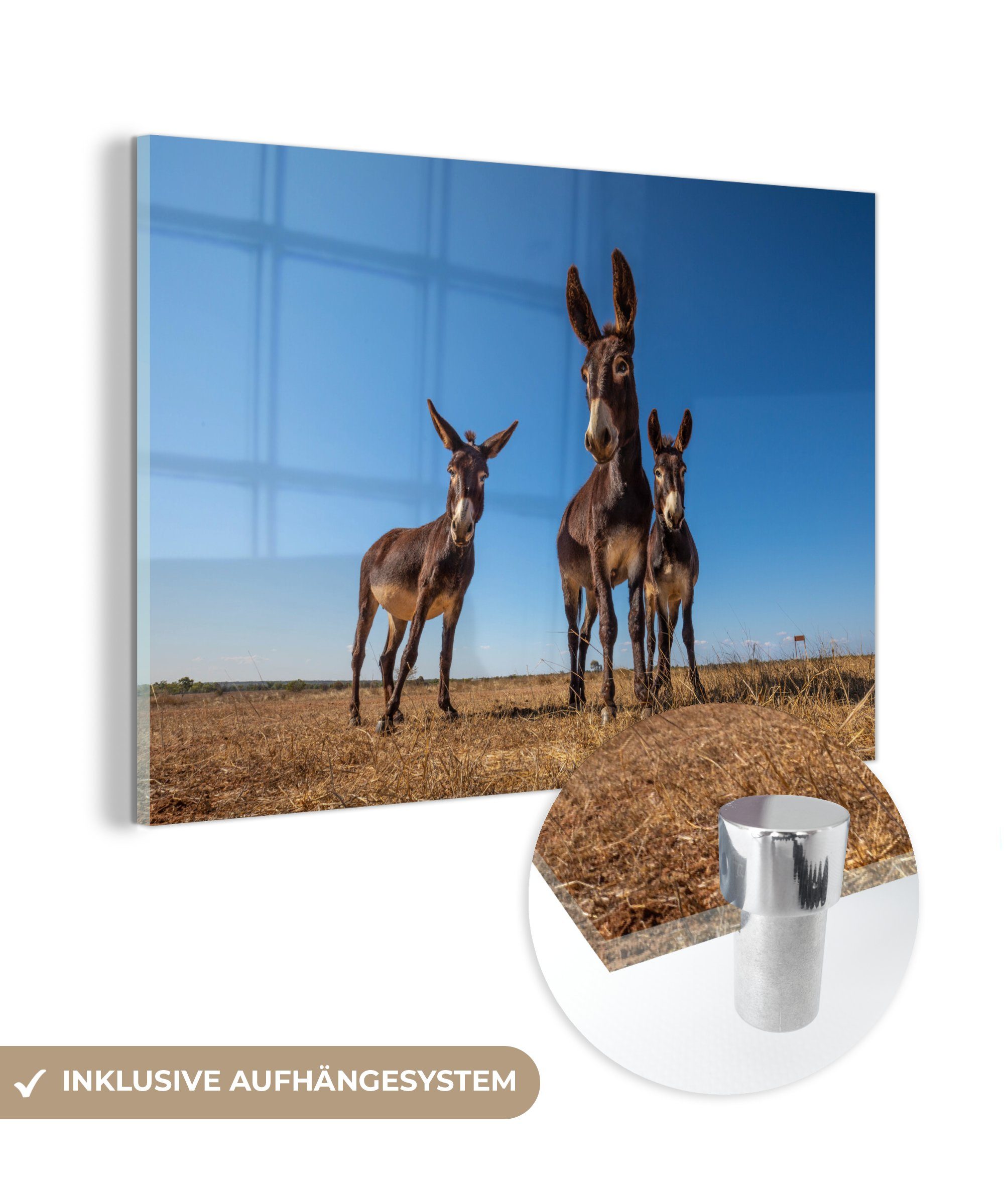 MuchoWow Acrylglasbild Drei Esel in einer Landschaft, (1 St), Acrylglasbilder Wohnzimmer & Schlafzimmer