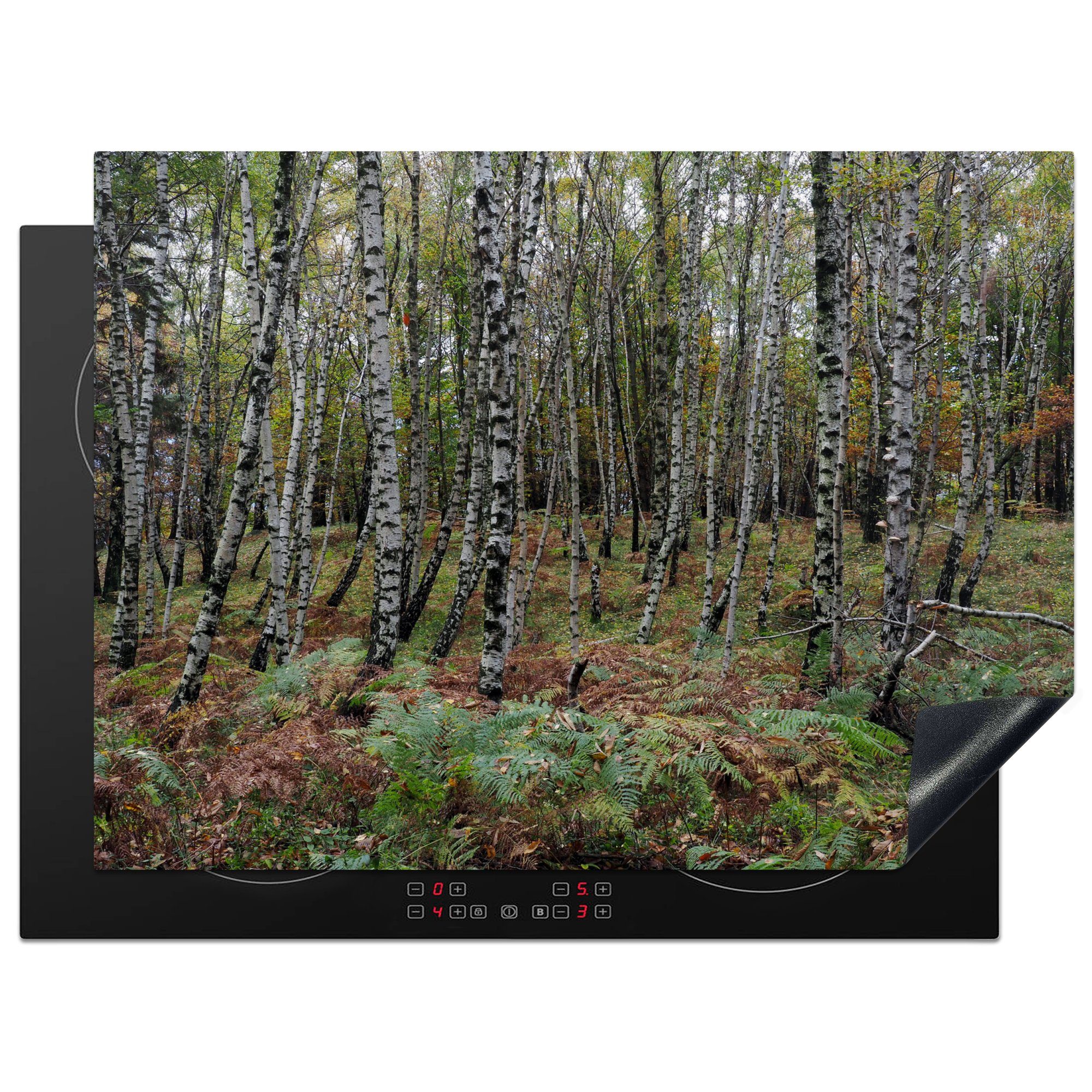 MuchoWow Herdblende-/Abdeckplatte Birkenwald im Nationalpark Val Grande in Norditalien, Vinyl, (1 tlg), 71x52 cm, Induktionskochfeld Schutz für die küche, Ceranfeldabdeckung