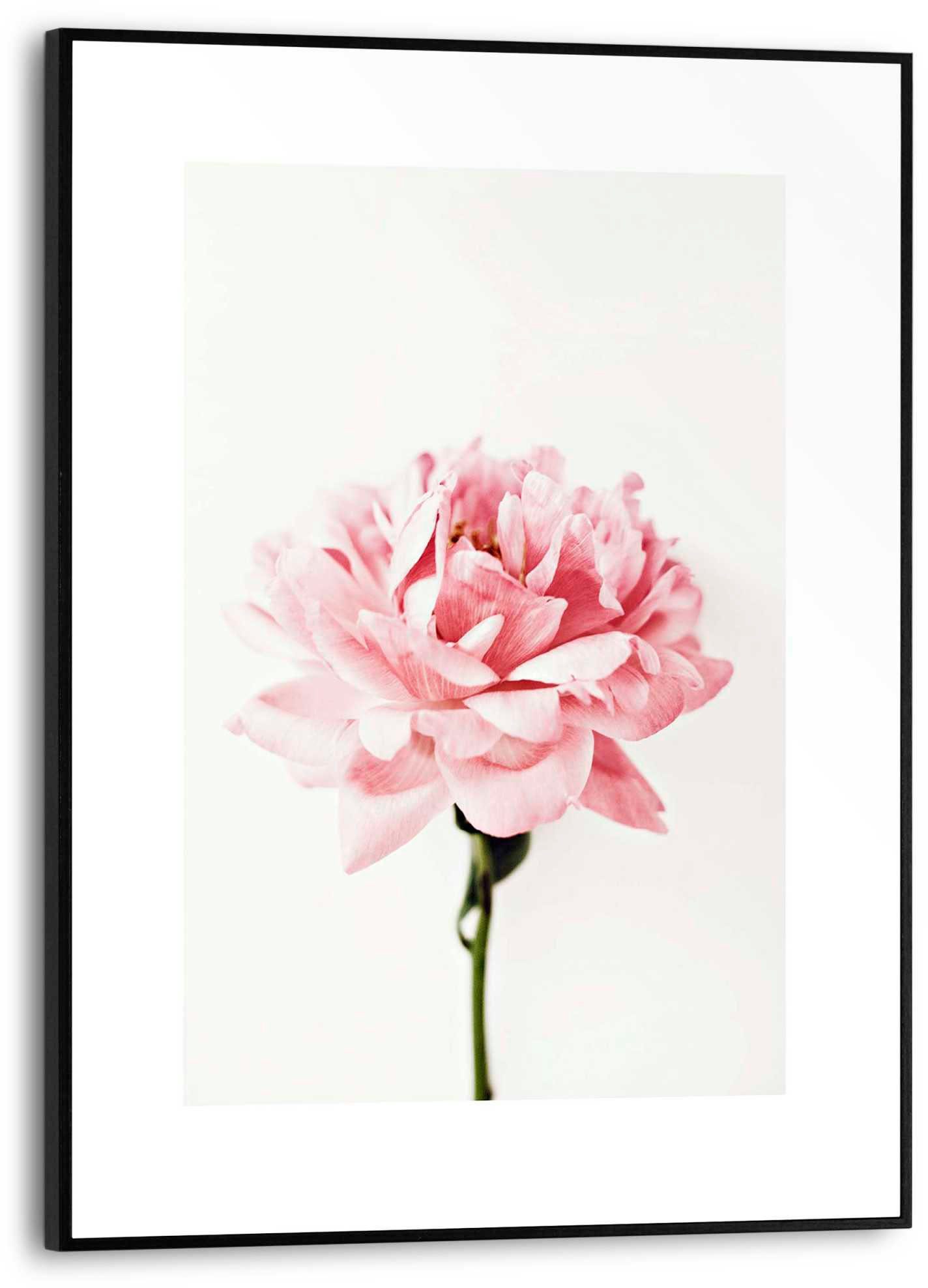 Poster Pfingstrose