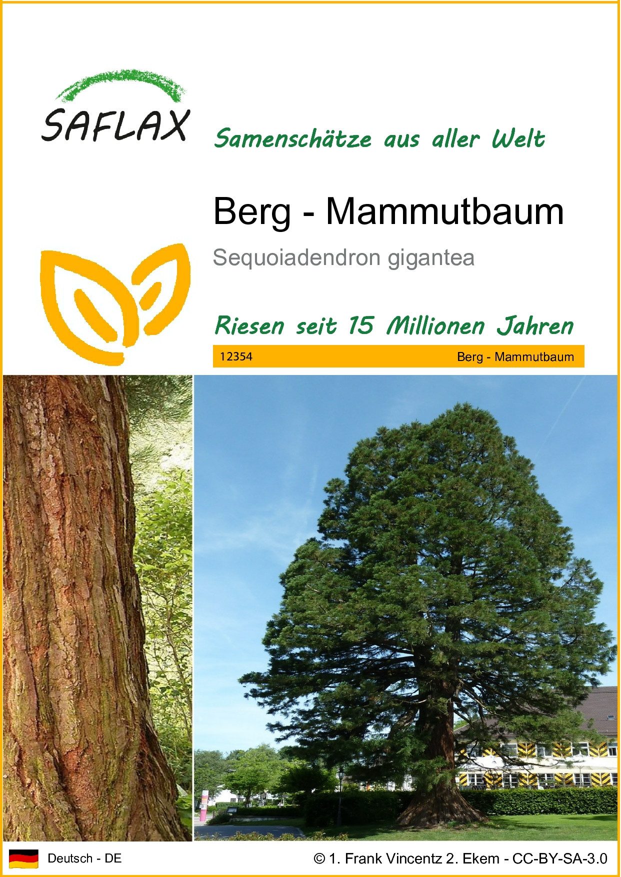 SAFLAX Blumensamen SAFLAX - Samen - günstig online kaufen