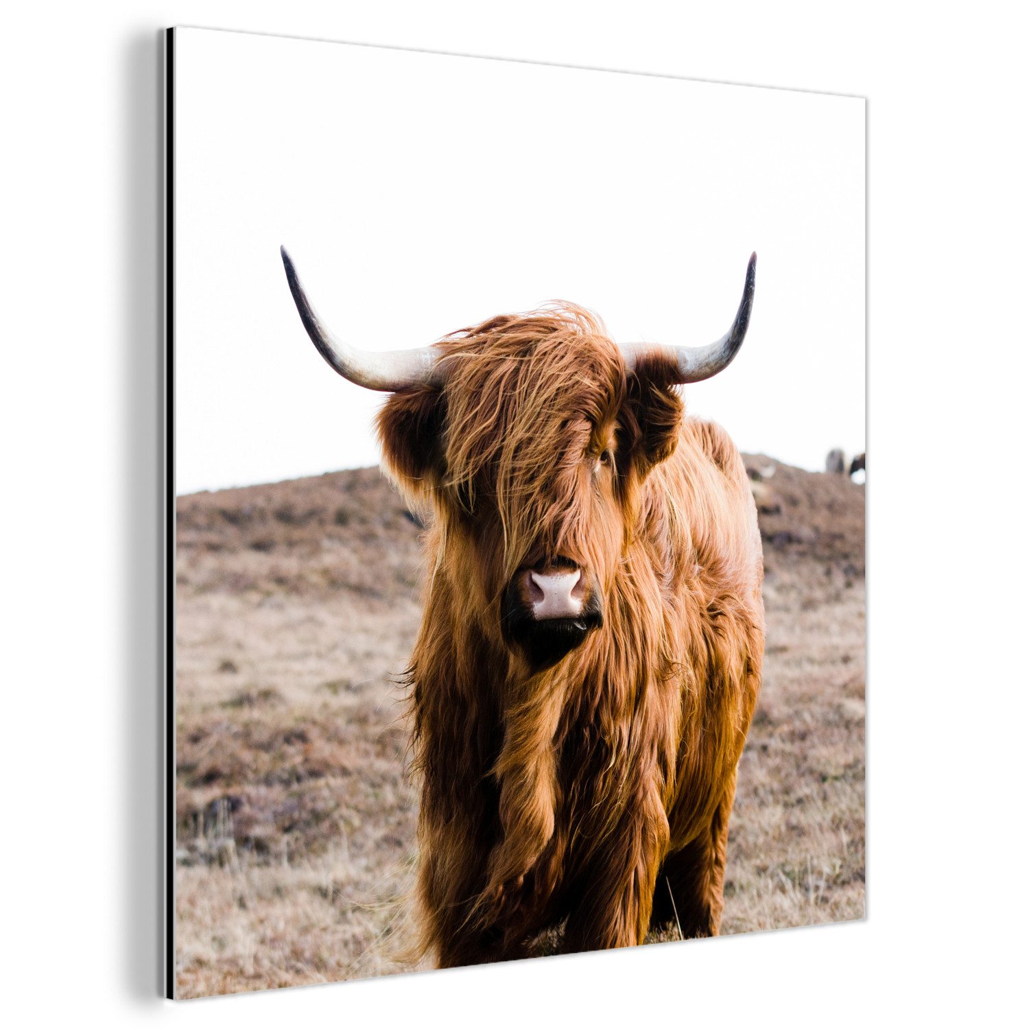 MuchoWow Metallbild Schottische Highlander - Landschaft günstig online kaufen