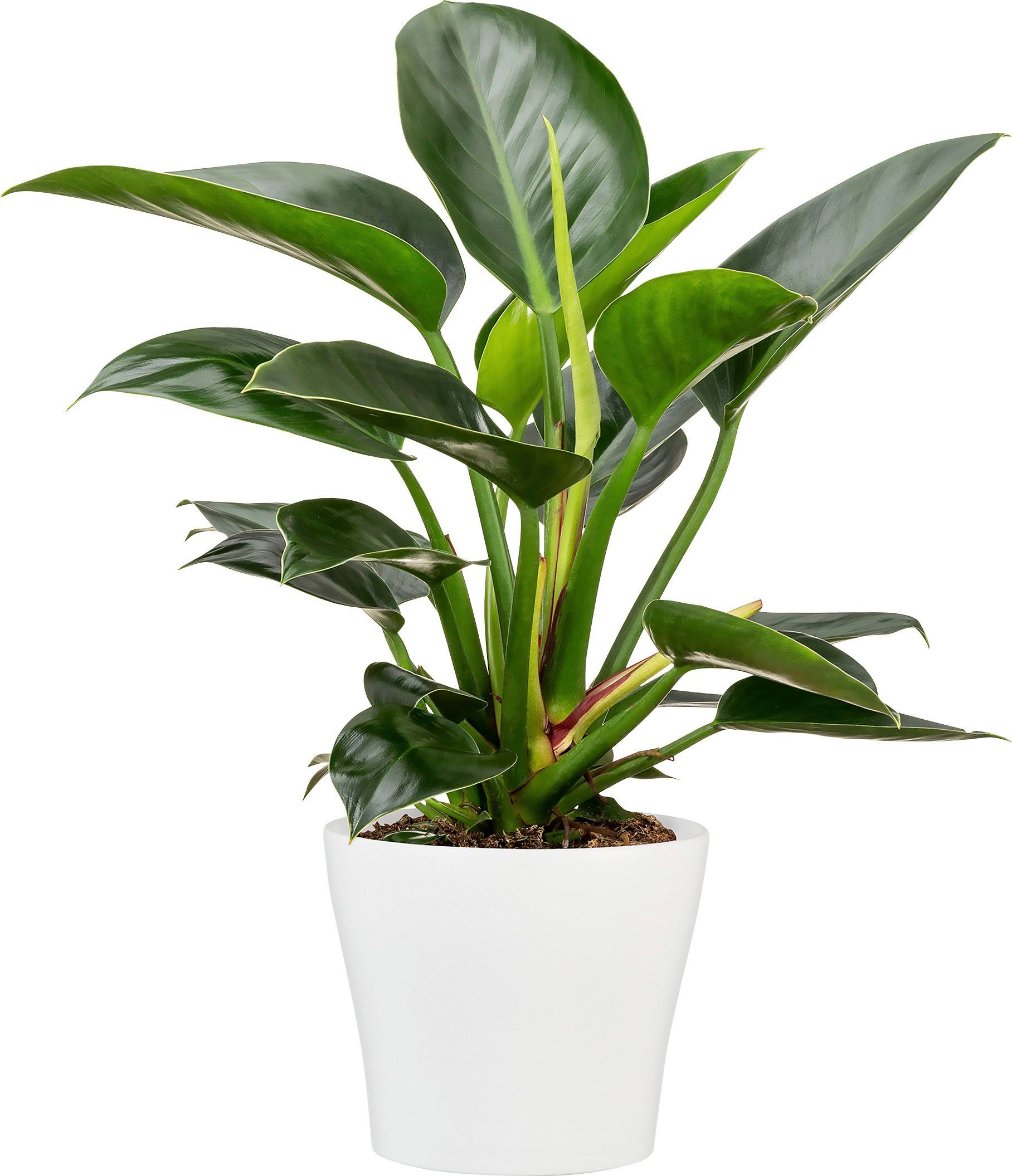 Scheurich Blumentopf 27/808