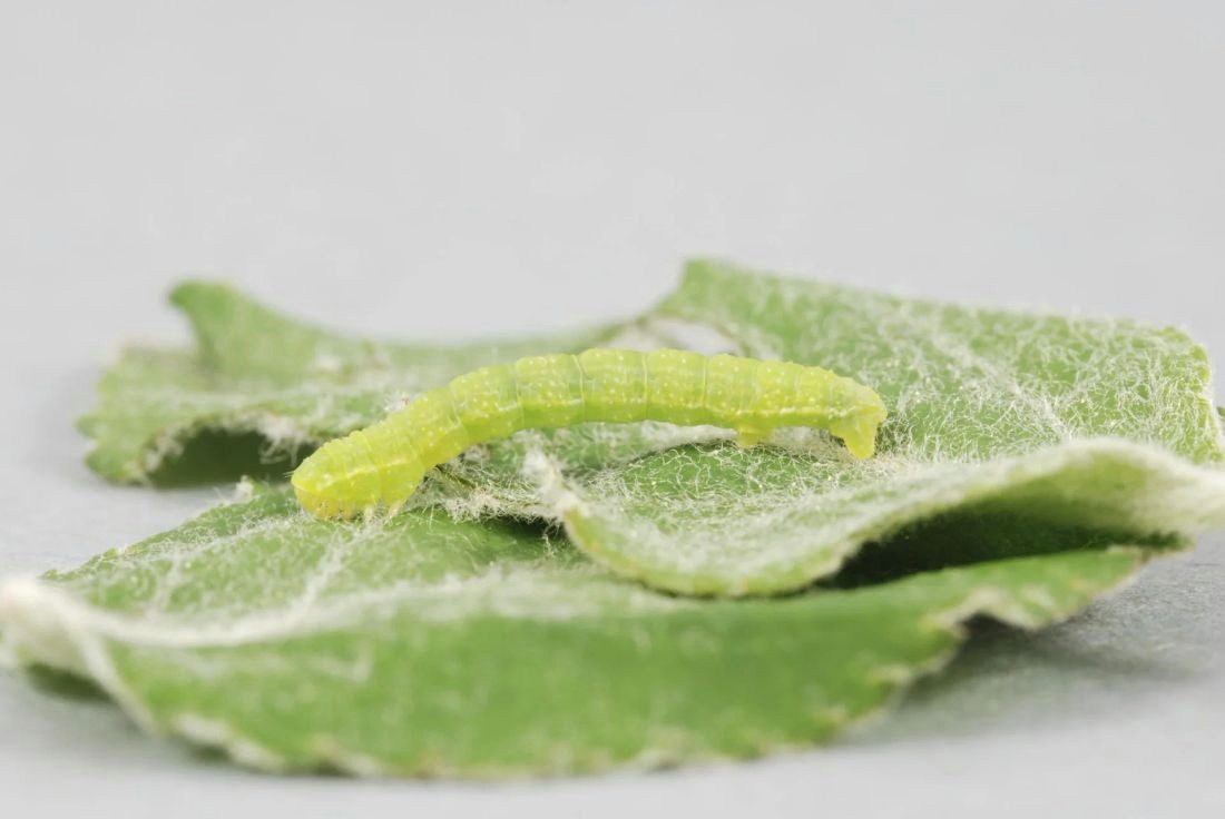 Westfalia Werkzeug Insektenfalle Raupenleim, grün, 250 g Dose - zum Schutz Ihrer Bäume
