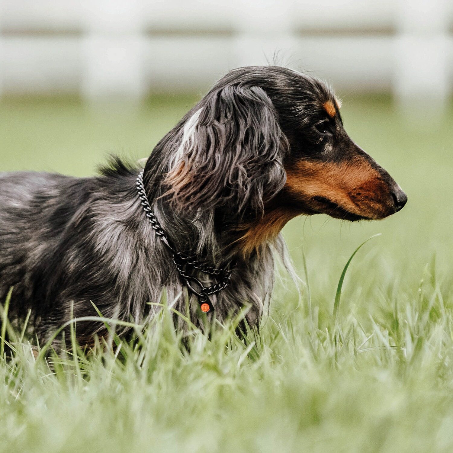 SPRENGER Hunde-Halsband Halskette mit Zugbegrenzung – runde Glieder