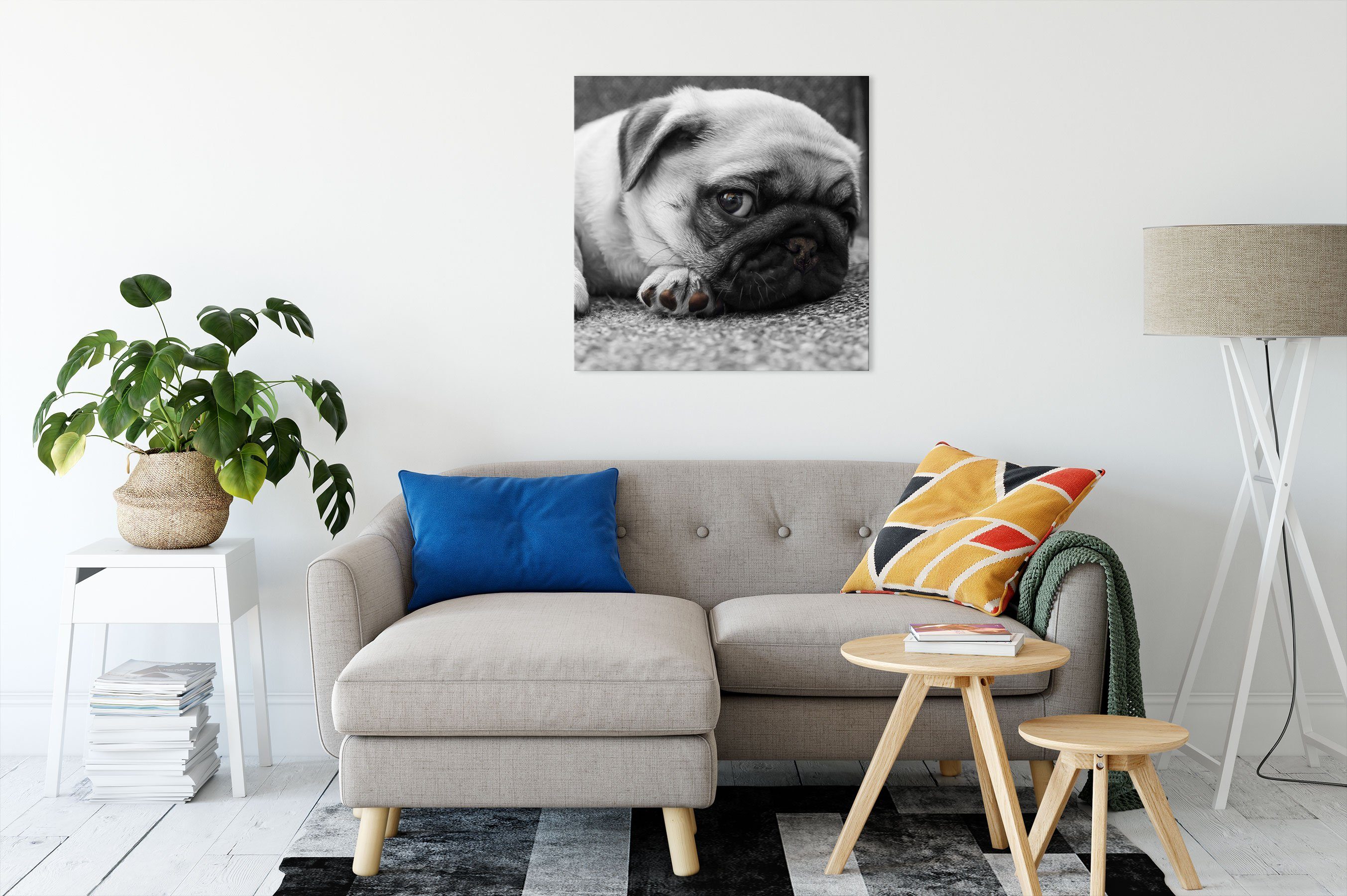 Pixxprint Leinwandbild süßer kleiner Mops auf Teppich, süßer kleiner Mops a günstig online kaufen