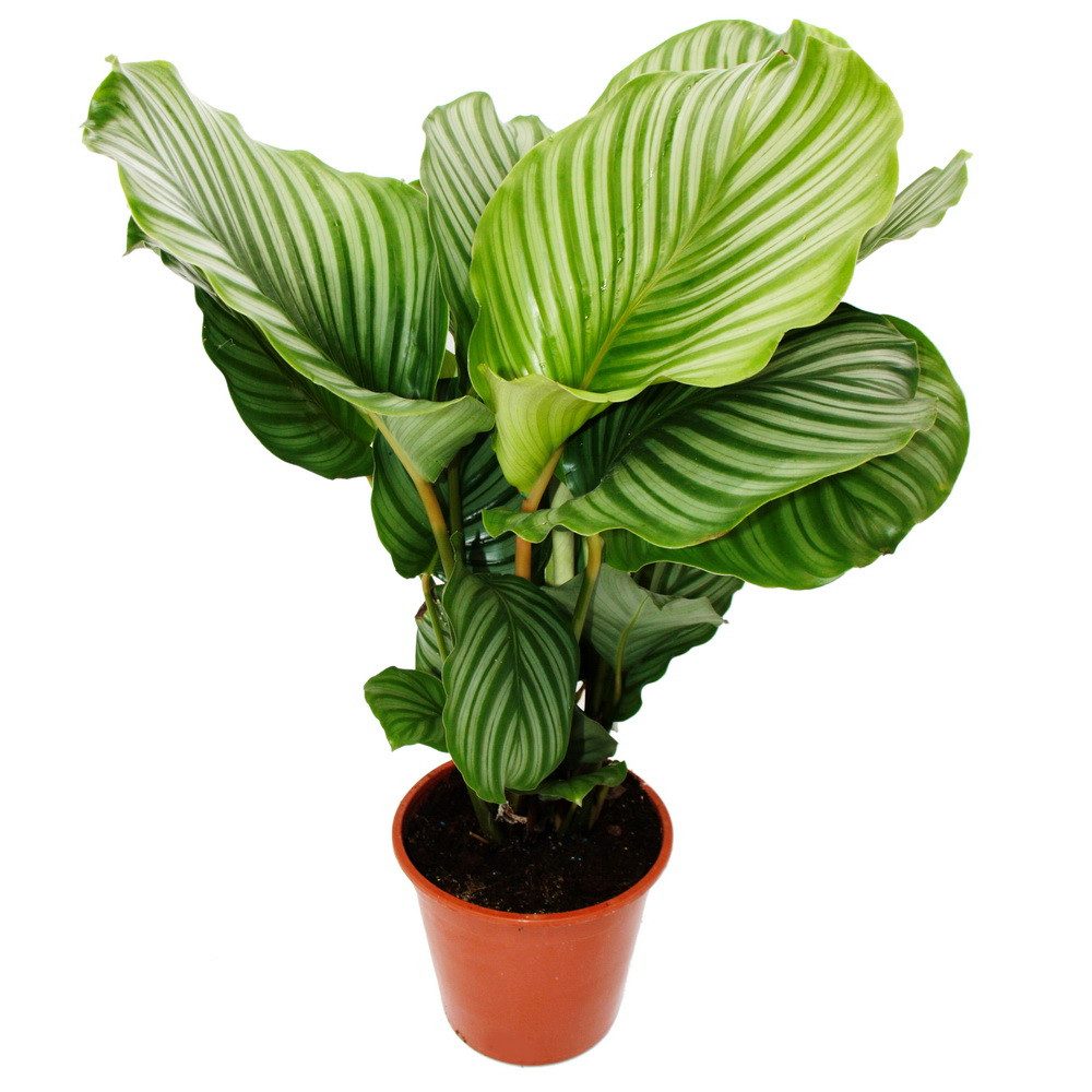 Exotenherz Zimmerpflanze XXL-Schattenpflanze Zebra-Look Calathea orbifolia 19cm Topf ca.70-80cm