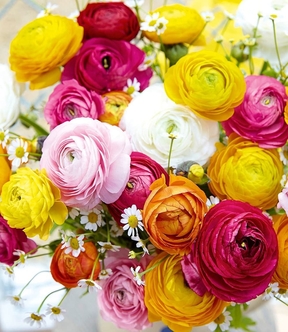 BALDUR Garten Blumenzwiebeln Gefüllte Ranunkeln, Schnittblume, winterhart, mehrjährig, pflegeleicht