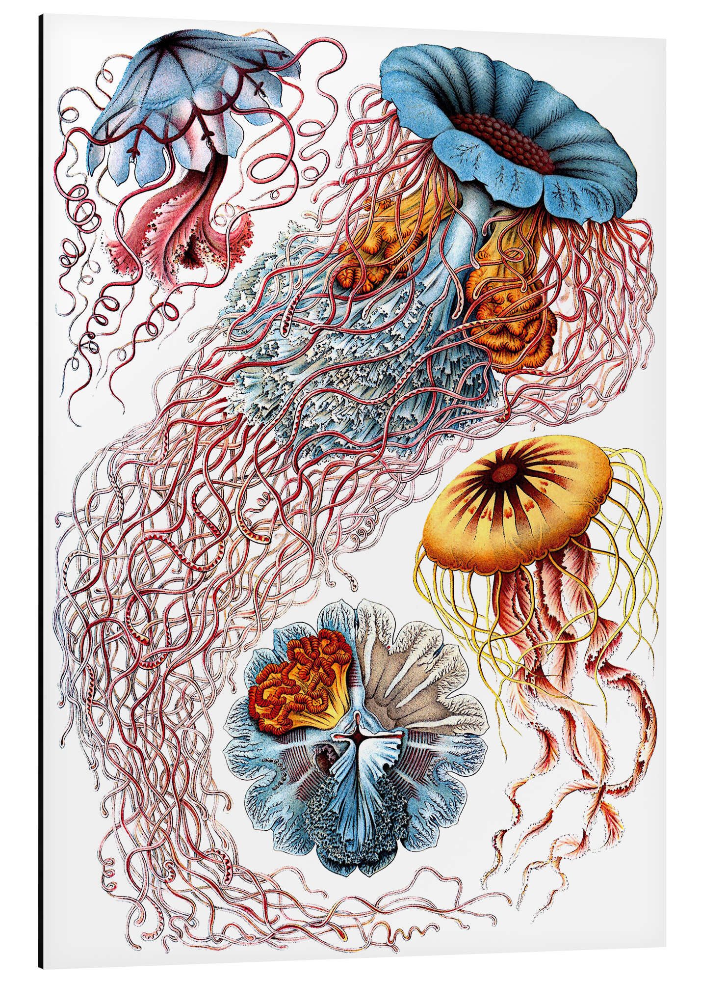 Posterlounge Alu-Dibond-Druck Ernst Haeckel, Semaeostomiden, Discomedusae - Kunstformen der Natur, 1899 I, Badezimmer Maritim Malerei