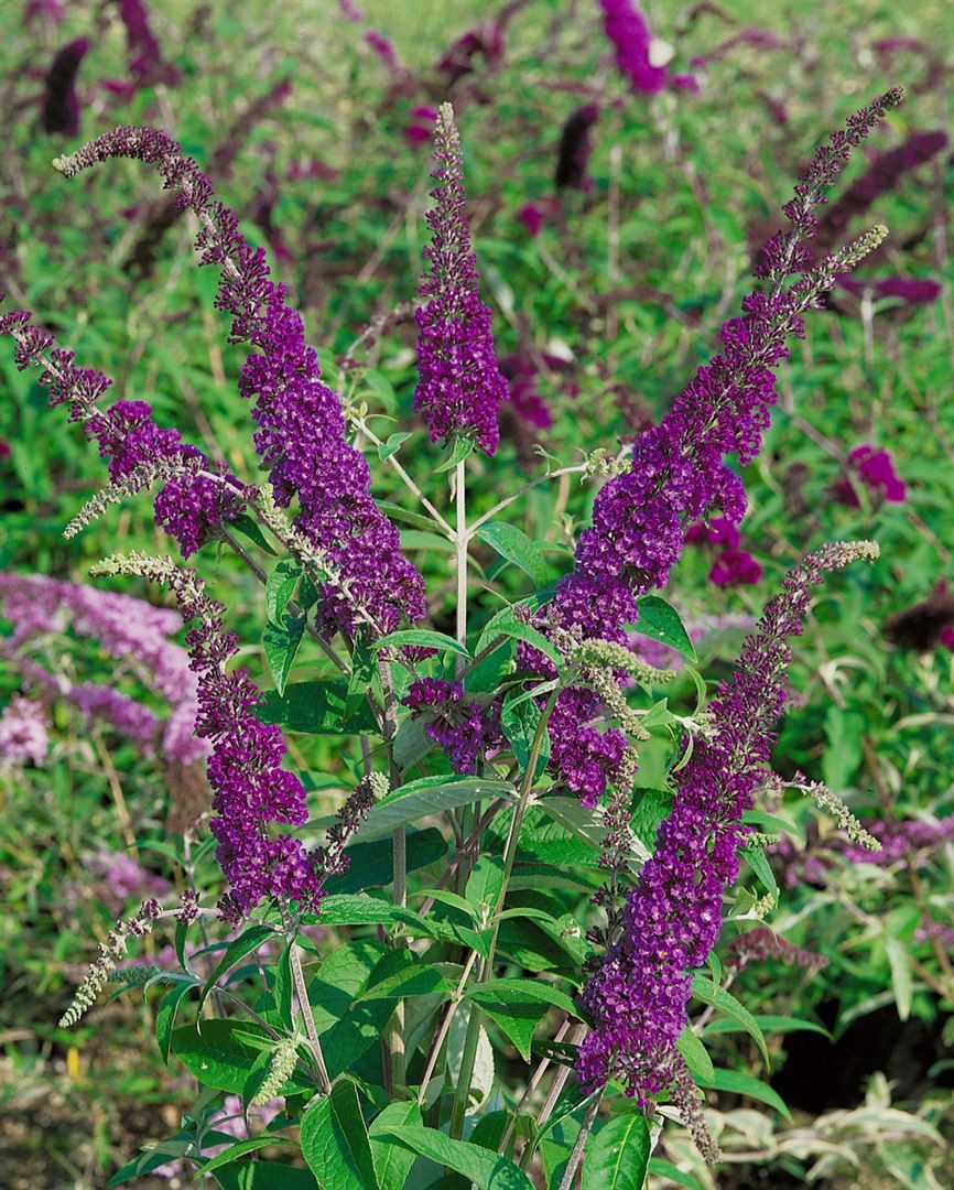 Pflanzen für Dich Gehölze Buddleja davidii 'Empire Blue', 1 St., Schmetterlingsflieder, Sommerflieder – Bild 5 von 5