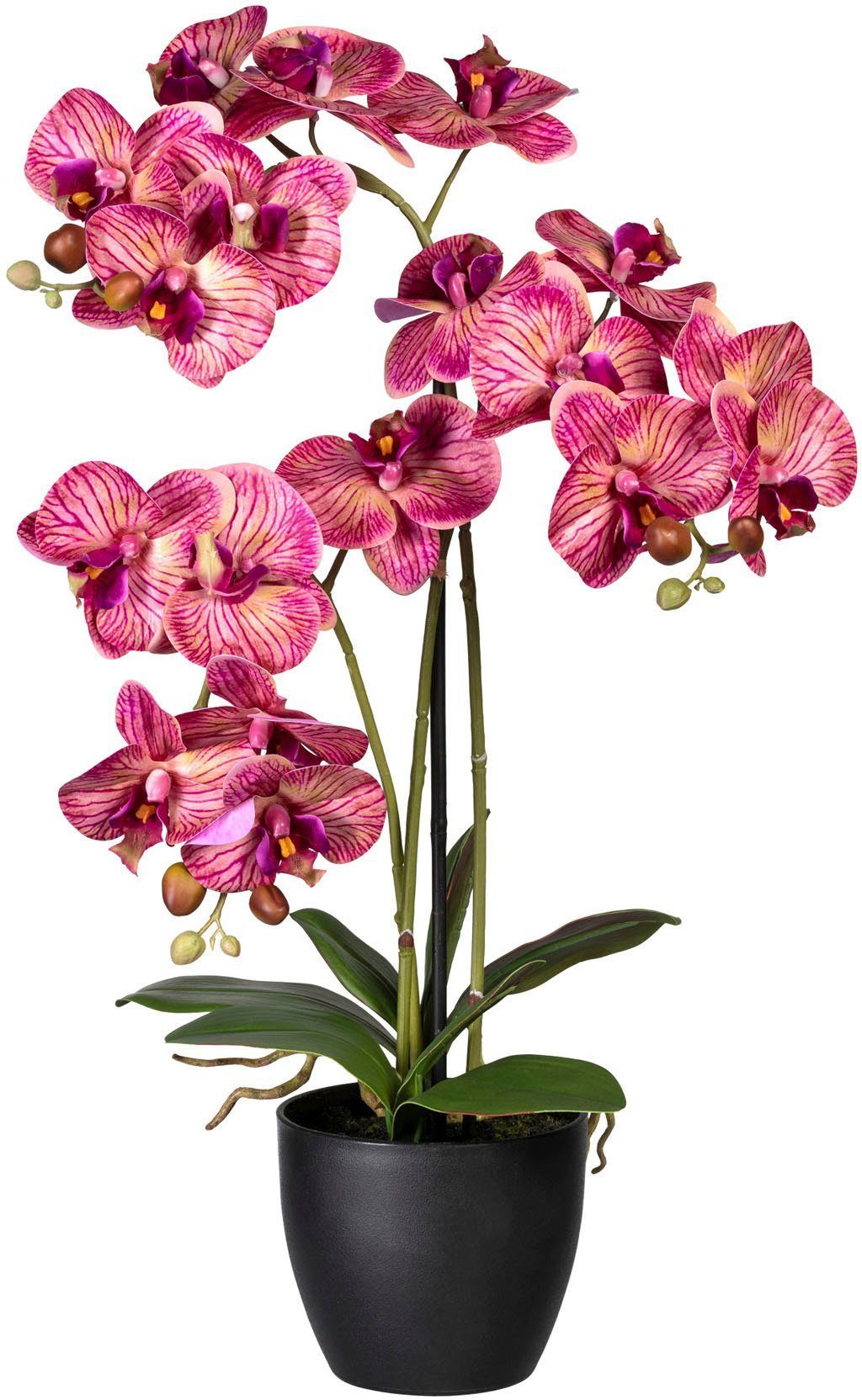 creme/lila Creativ Kunstorchidee Phalaenopsis 65 Orchidee green, Höhe Phalaenopsis, cm