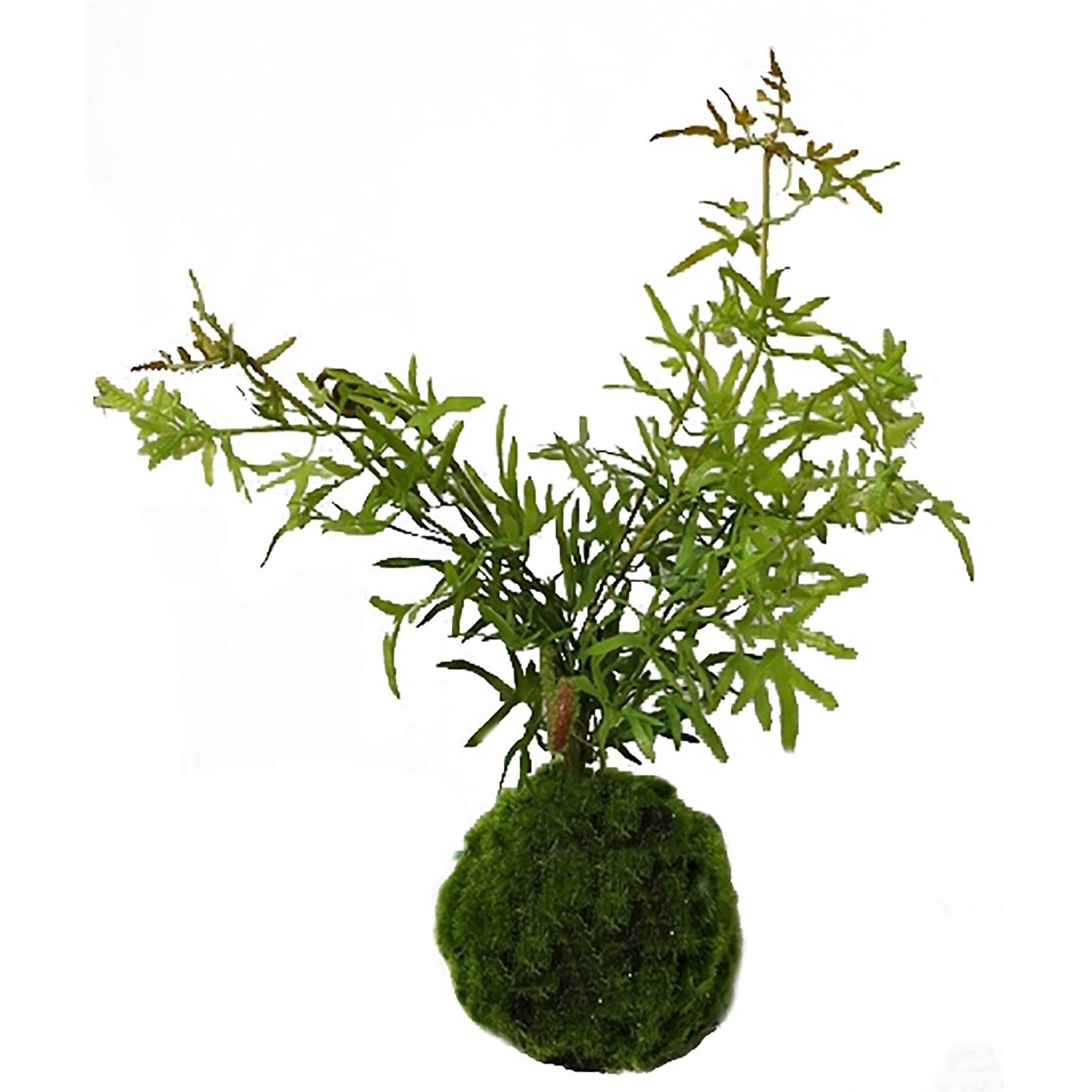 Kunstblume Höhe Farn-Busch HTI-Living, 35 Flora cm Farn, Kunstpflanze