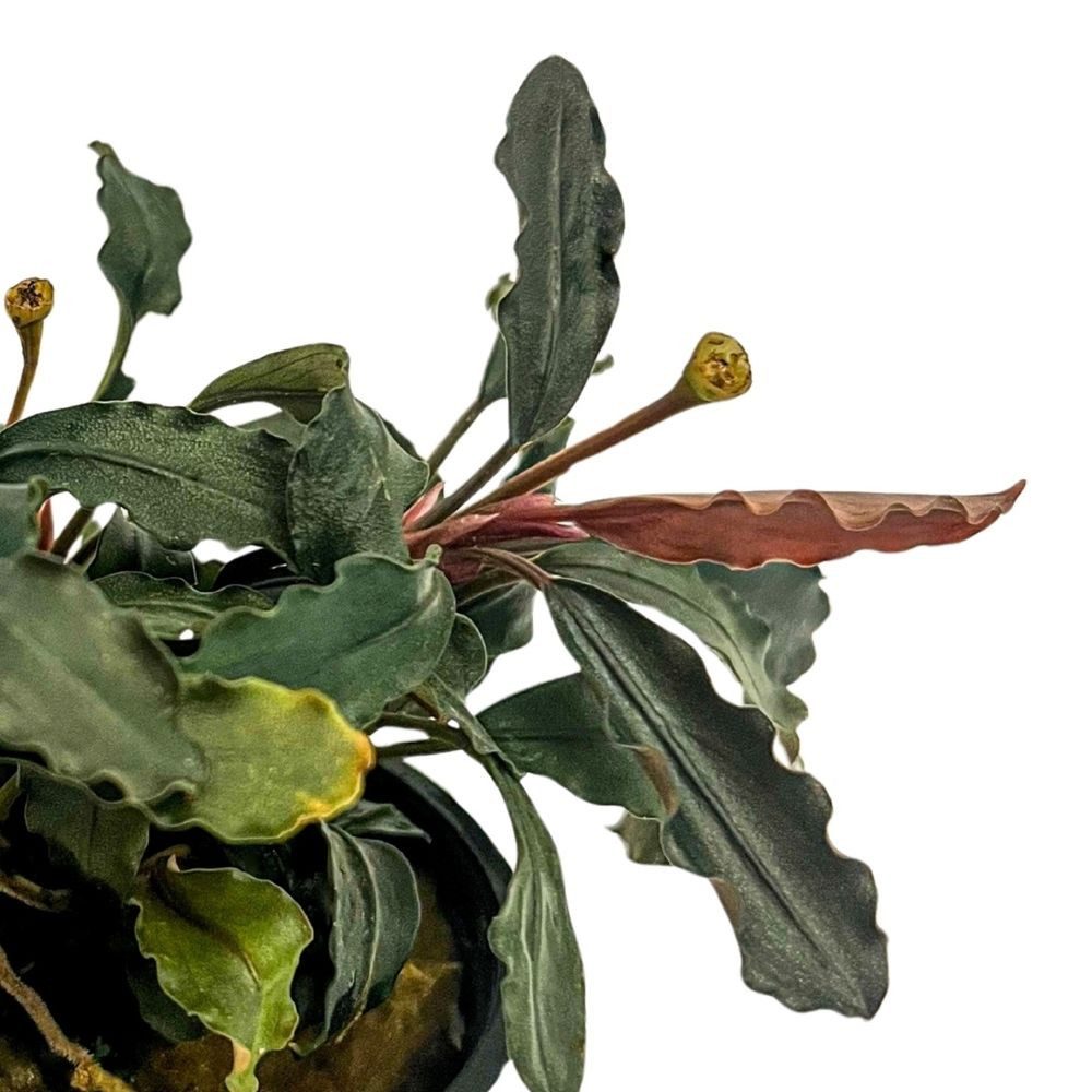 Aquaone Wasserpflanze Aquariumpflanze Bucephalandra brownie 'Ghost Ulu Kapus' Nr.339G – Bild 3 von 5
