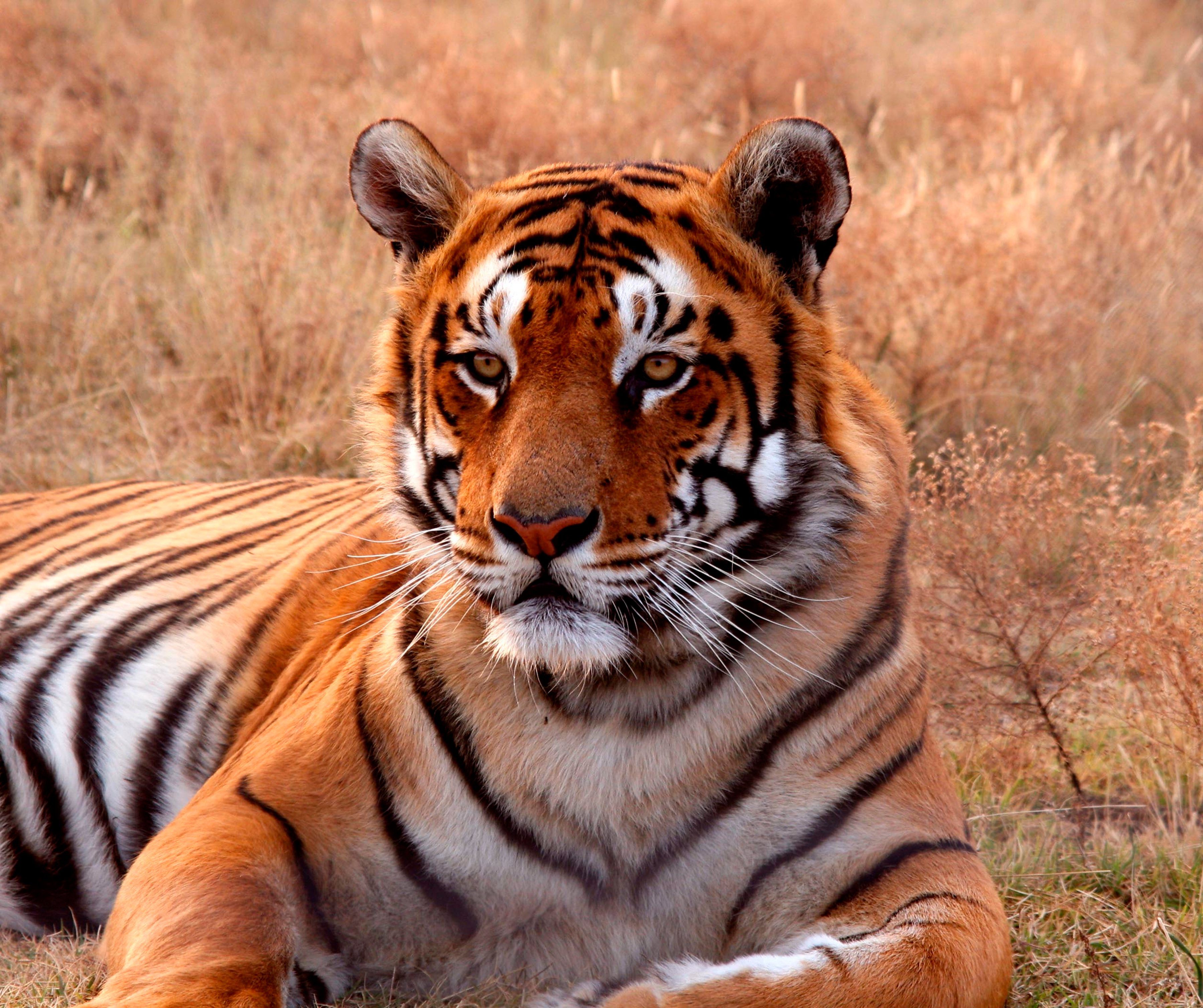 Fototapete Tiger