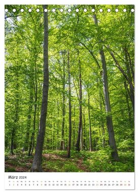 CALVENDO Wandkalender Bäume im Harz (Tischkalender 2024 DIN A5 hoch)