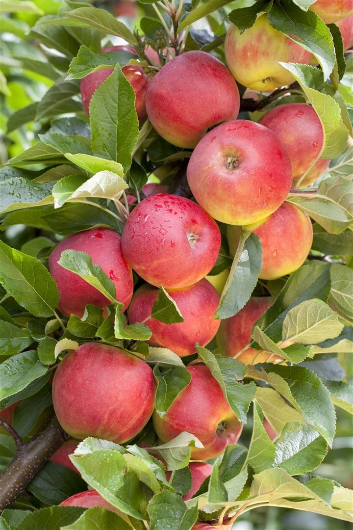 Pflanzen für Dich Obstpflanze Malus 'Elstar', 1 St., Elstar-Apfel, Apfelbaum, süßsäuerlich, kompaktwachsend