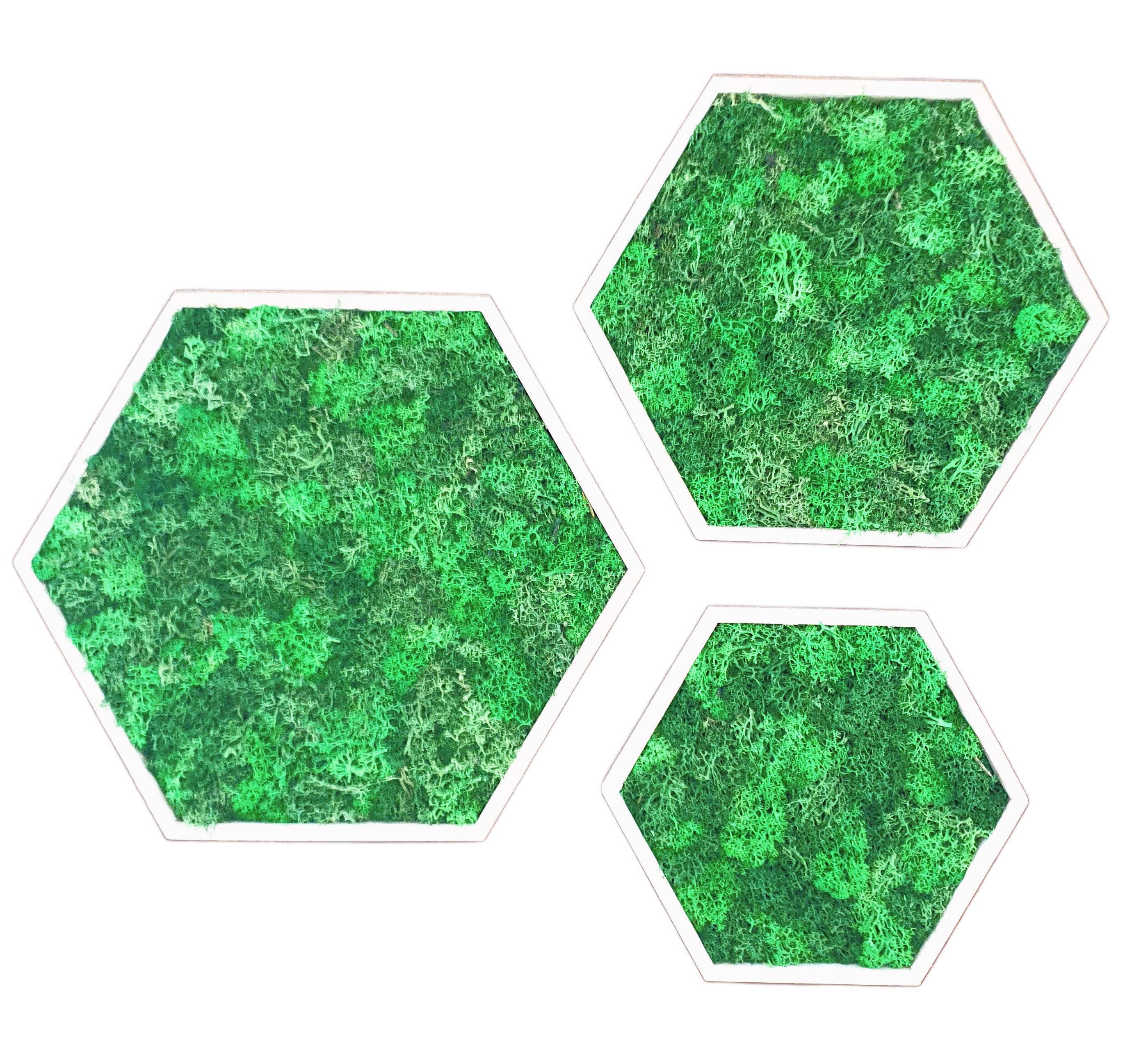 meinvipshop Wandbild 3er Set Moos Moosbilder günstig online kaufen