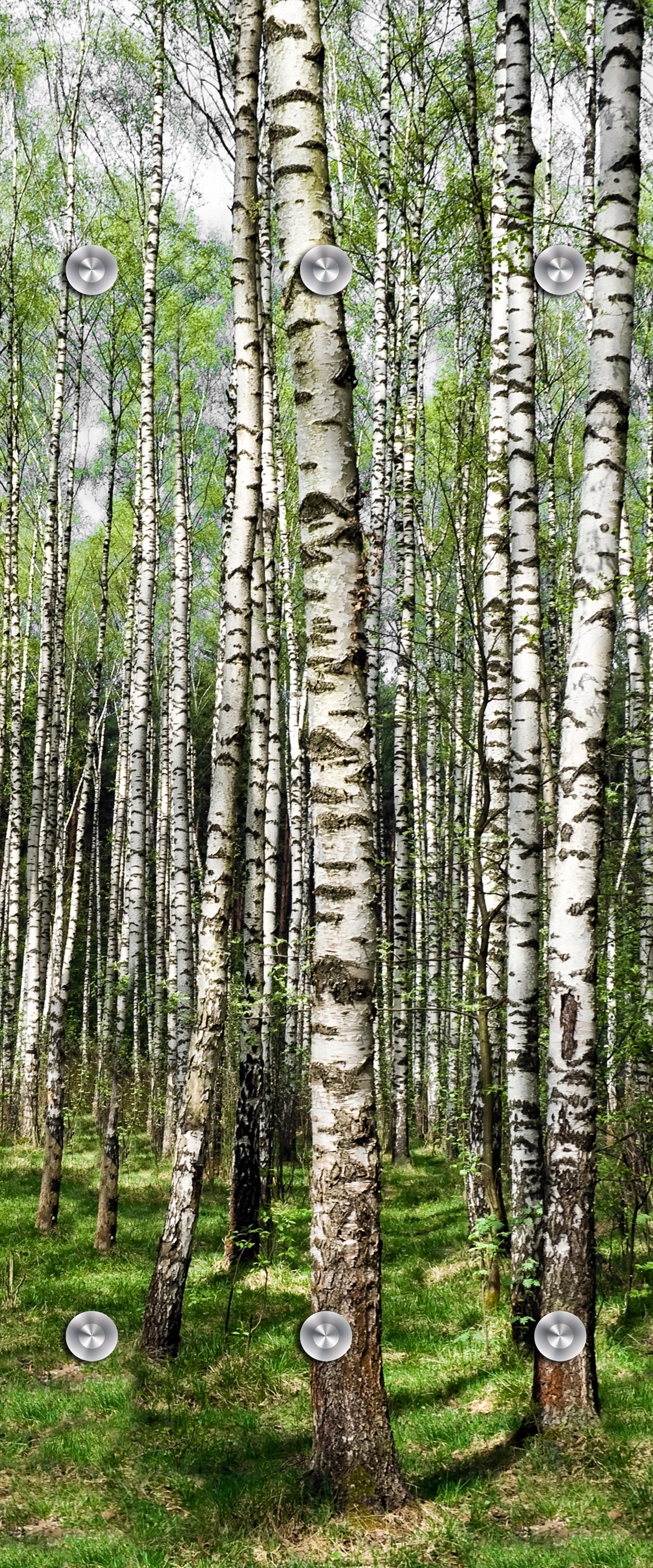 queence Wandgarderobe Birke - Garderobe aus hochwertigem Acrylglas Bäume, Wald, Birken (1 St), 50x120 cm - mit Edelstahlhaken