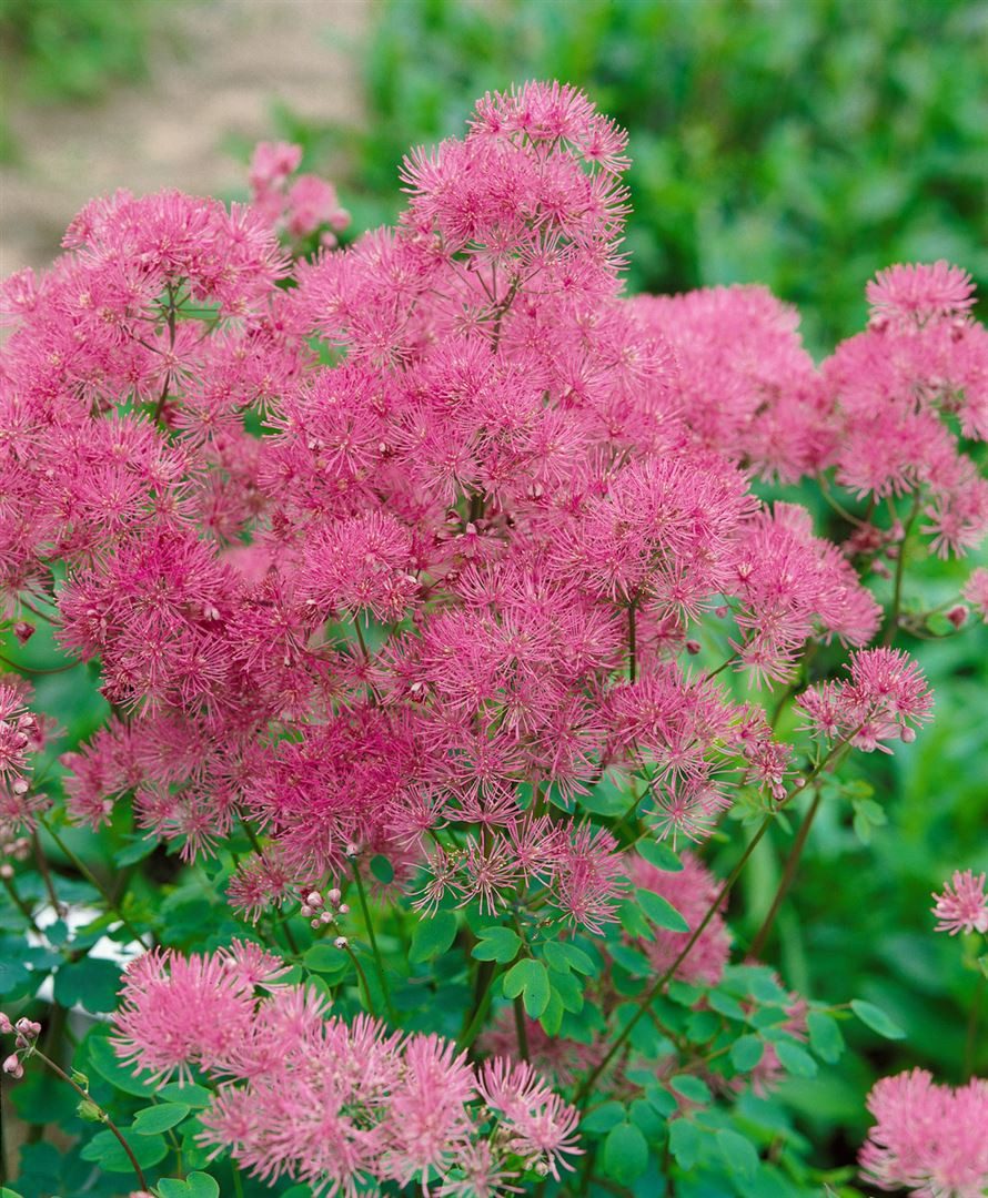 Pflanzen für Dich Staude Thalictrum aquilegifolium 'Thundercloud', 1 St., Akeleiblättrige Wiesenraute, Wiesenraute