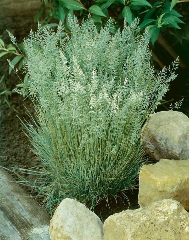 Pflanzen für Dich Gräser Koeleria glauca Coolio, 1 St., Blaues Schillergras, Blaugras, blaugrau, trockenheitsresistent