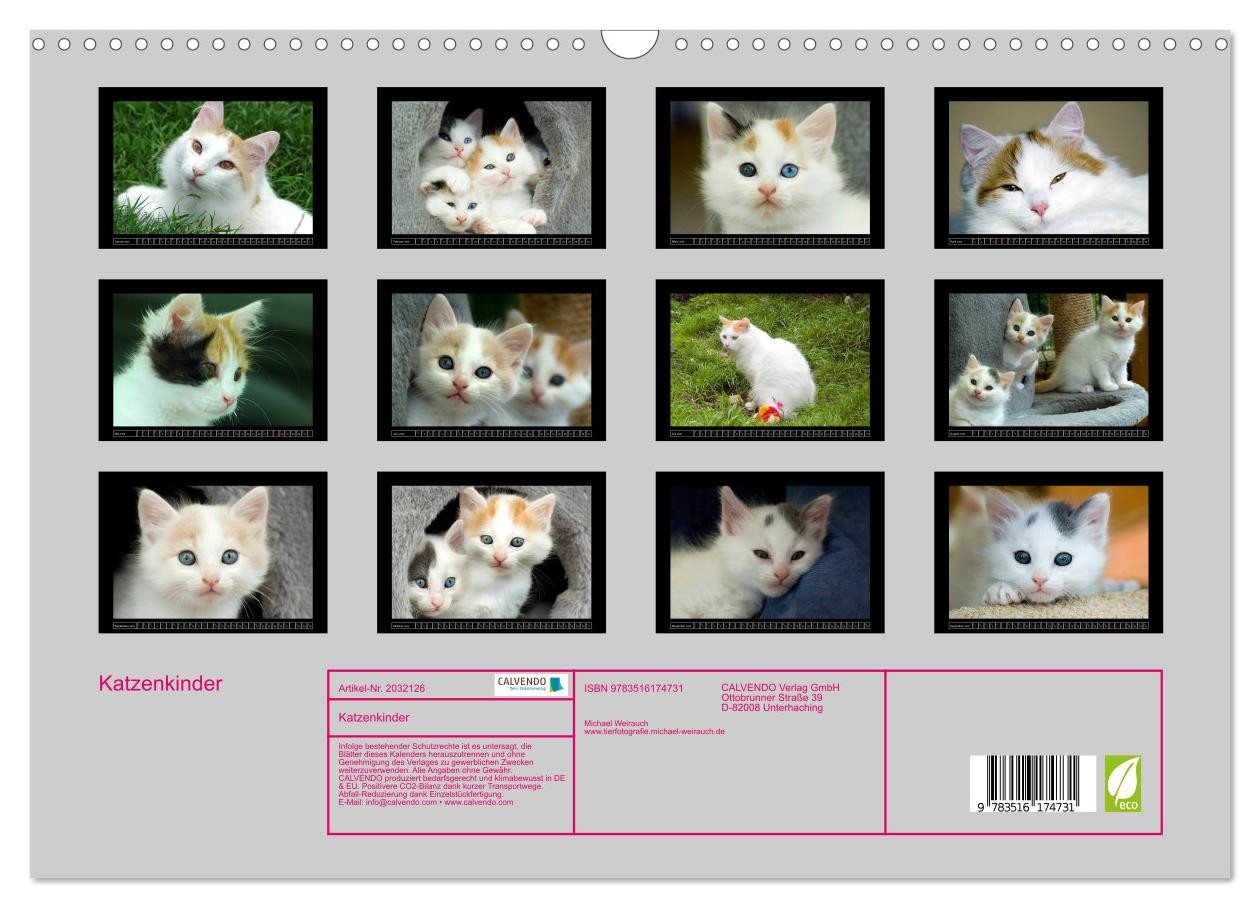 Thumbnail - CALVENDO Wandkalender Katzenkinder (Wandkalender 2026 DIN A3 quer), CALVENDO Monatskalender