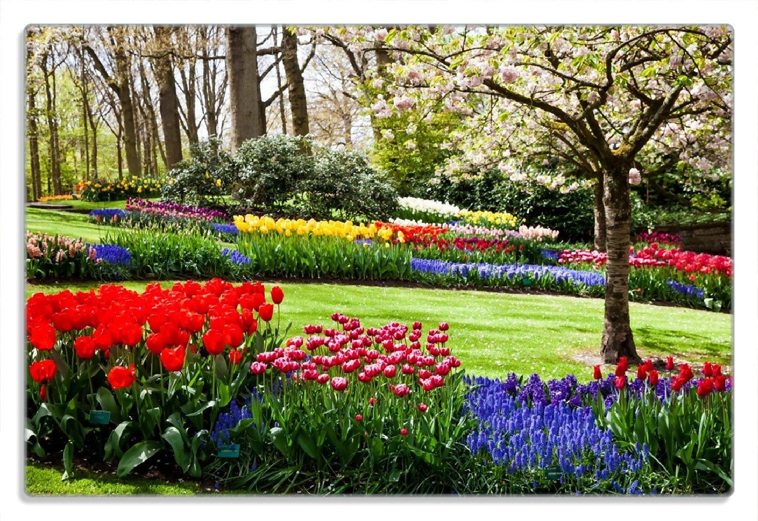 Park blühen im 20x30cm Blumen Wallario Bunte und 1-St), im Frühstücksbrett (inkl. Gummifüße rutschfester Kirsch-Baum Frühling, 4mm,