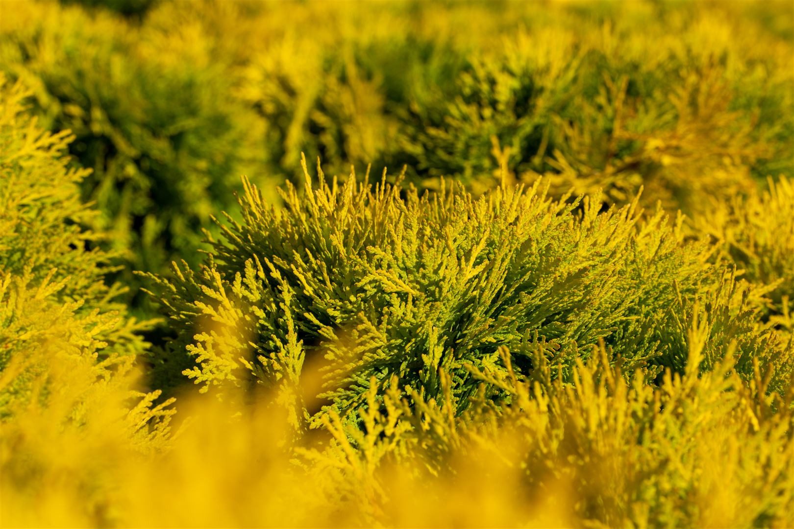 Pflanzen für Dich Konifere Thuja occ. Amber Glow, 1 St., Lebensbaum, goldgelb, kompaktwuchs